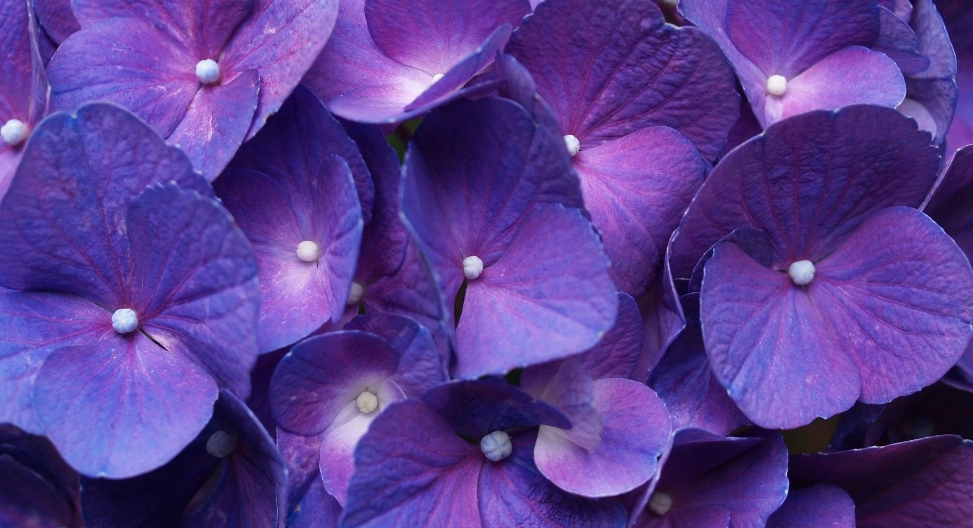hydrangea bunch plant, purple flowers, vibrant purple hydrangea blossoms, Full HD Desktop Wallpaper