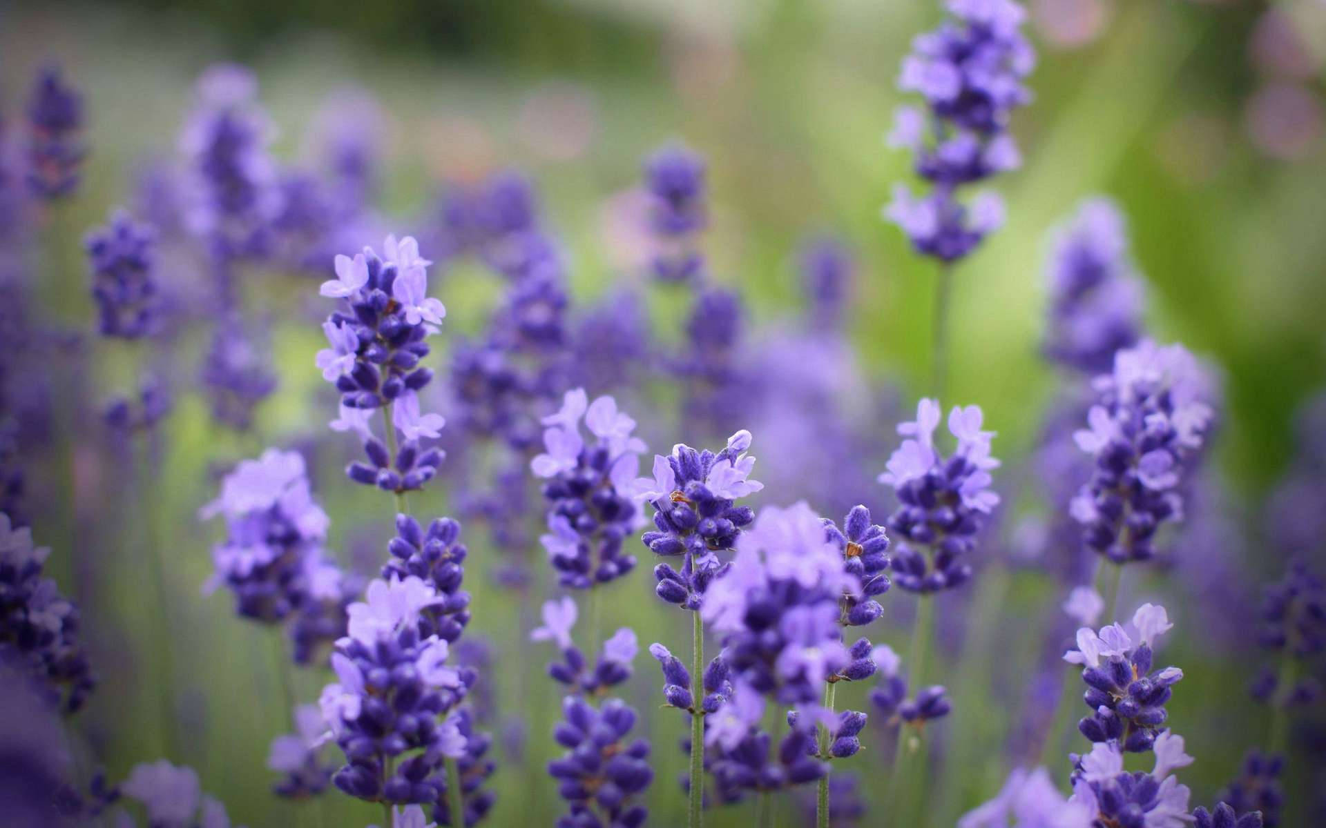blurry lavender desktop, soft purple lavender blooms, sunlit field, Full HD Desktop Wallpaper