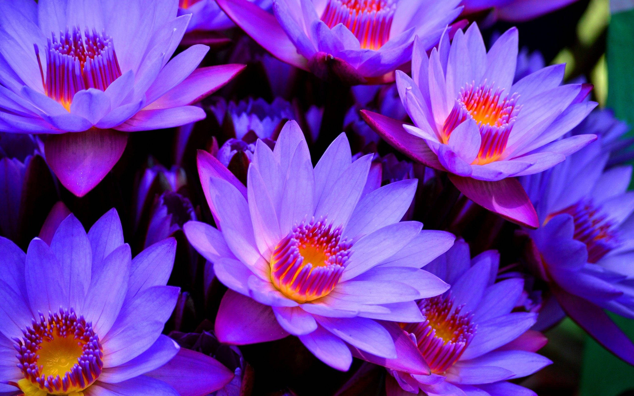 Nelumbo nucifera, purple flowers, glowing orange centers, 2K Desktop Wallpaper