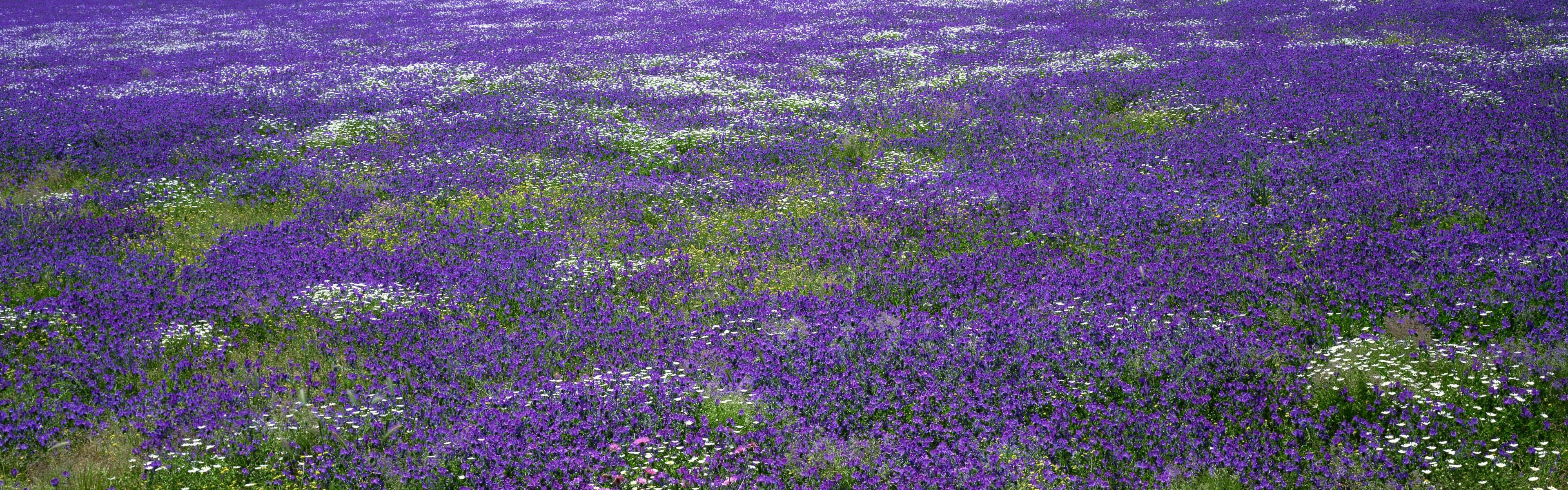Lavender Spring Dual Screen, purple and white wildflowers, vast field, 4K Desktop Wallpaper