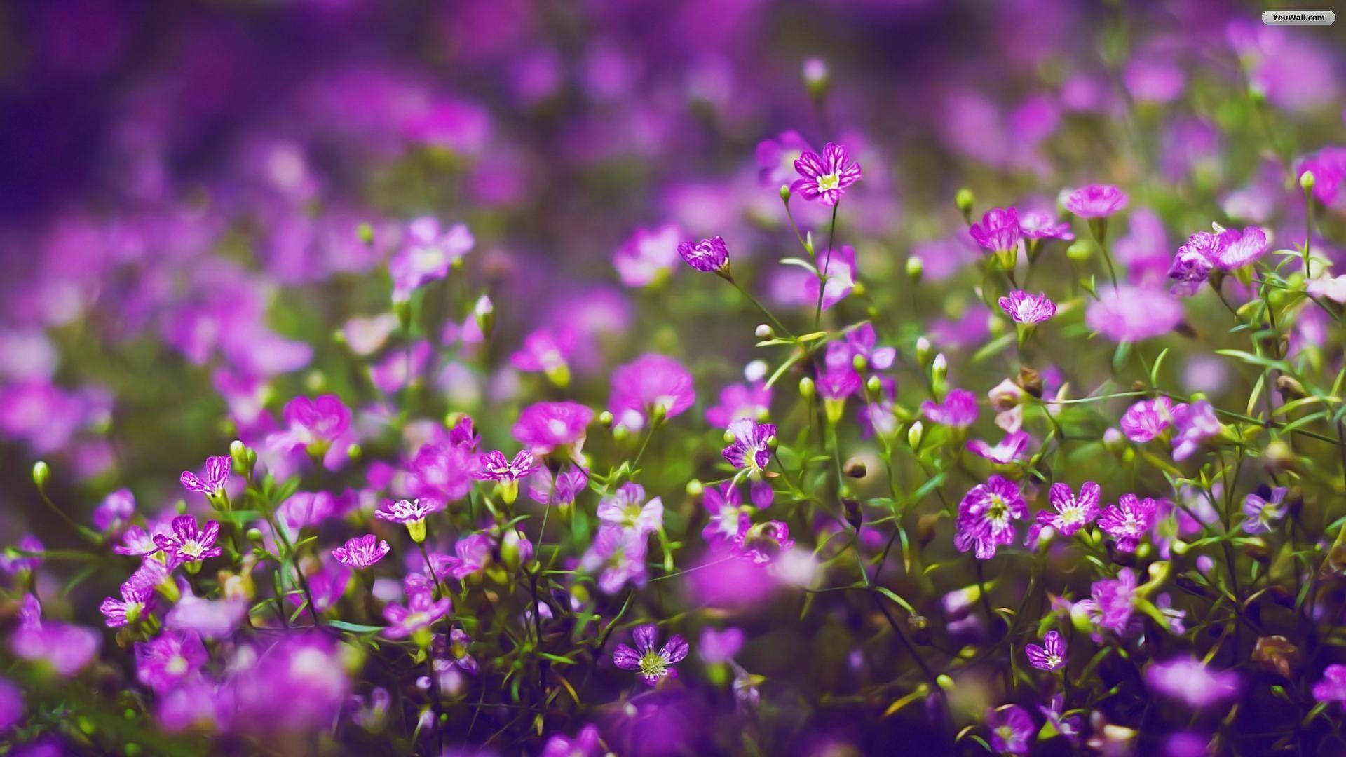 purple flowers, natural light, soft-focus, Full HD Desktop Wallpaper