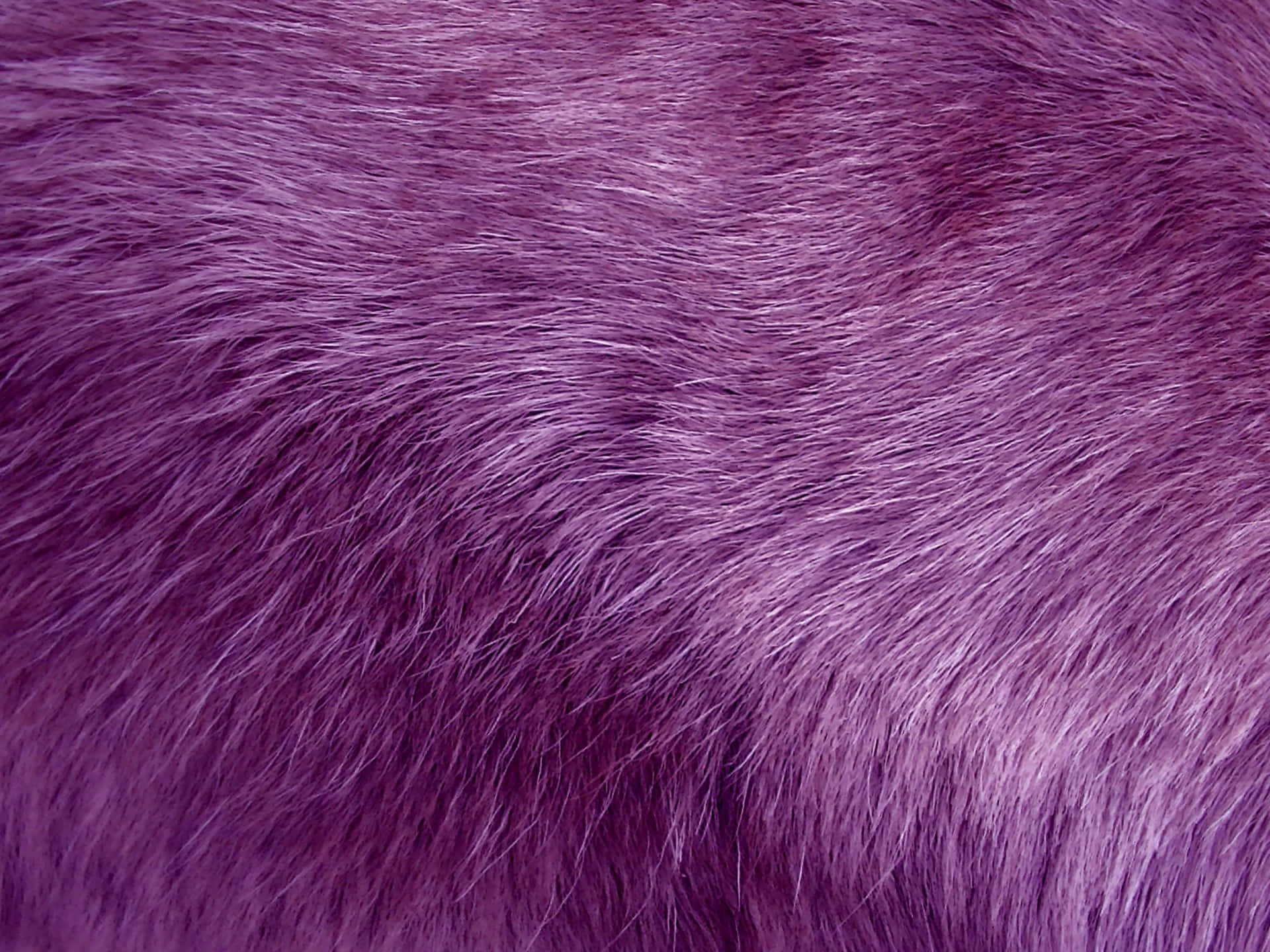 Purple Fur, velvety purple fur, soft fluffy purple fur, Full HD Desktop Wallpaper