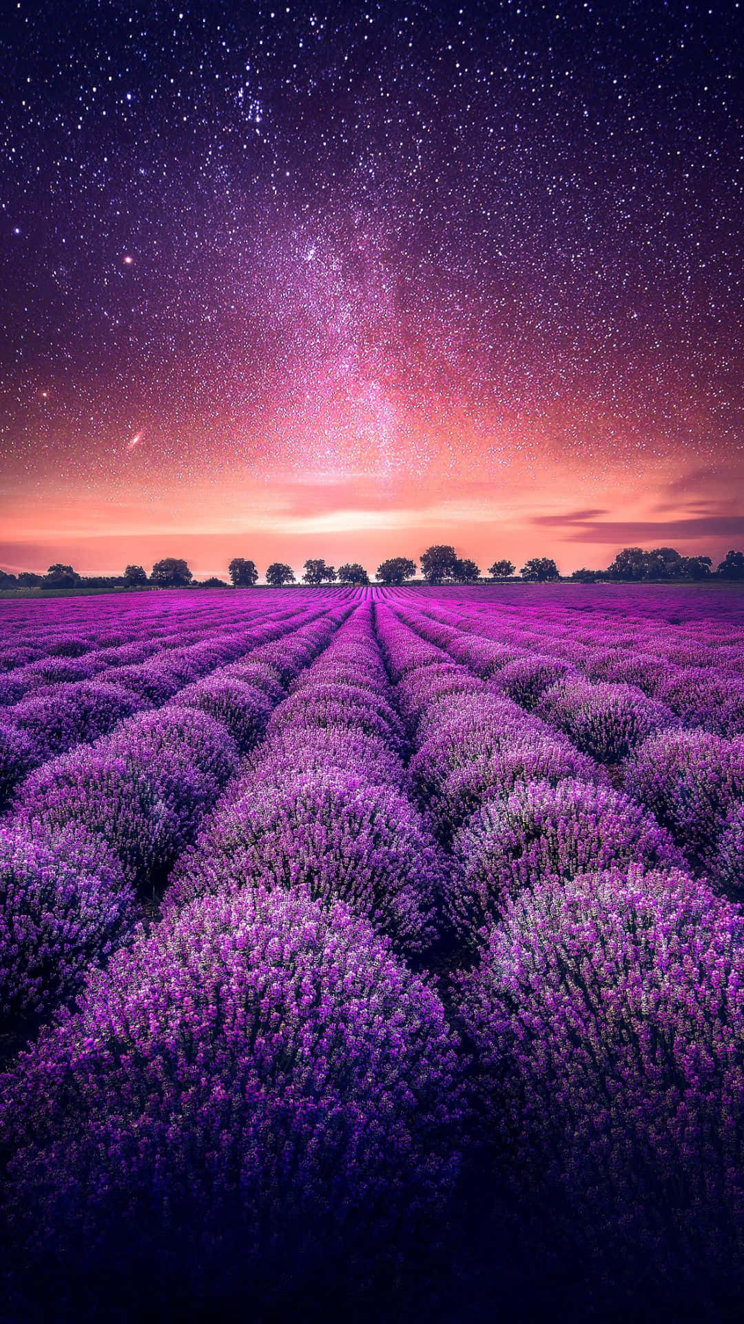 lavender field, vibrant purple, sunset hues, Full HD Phone Wallpaper