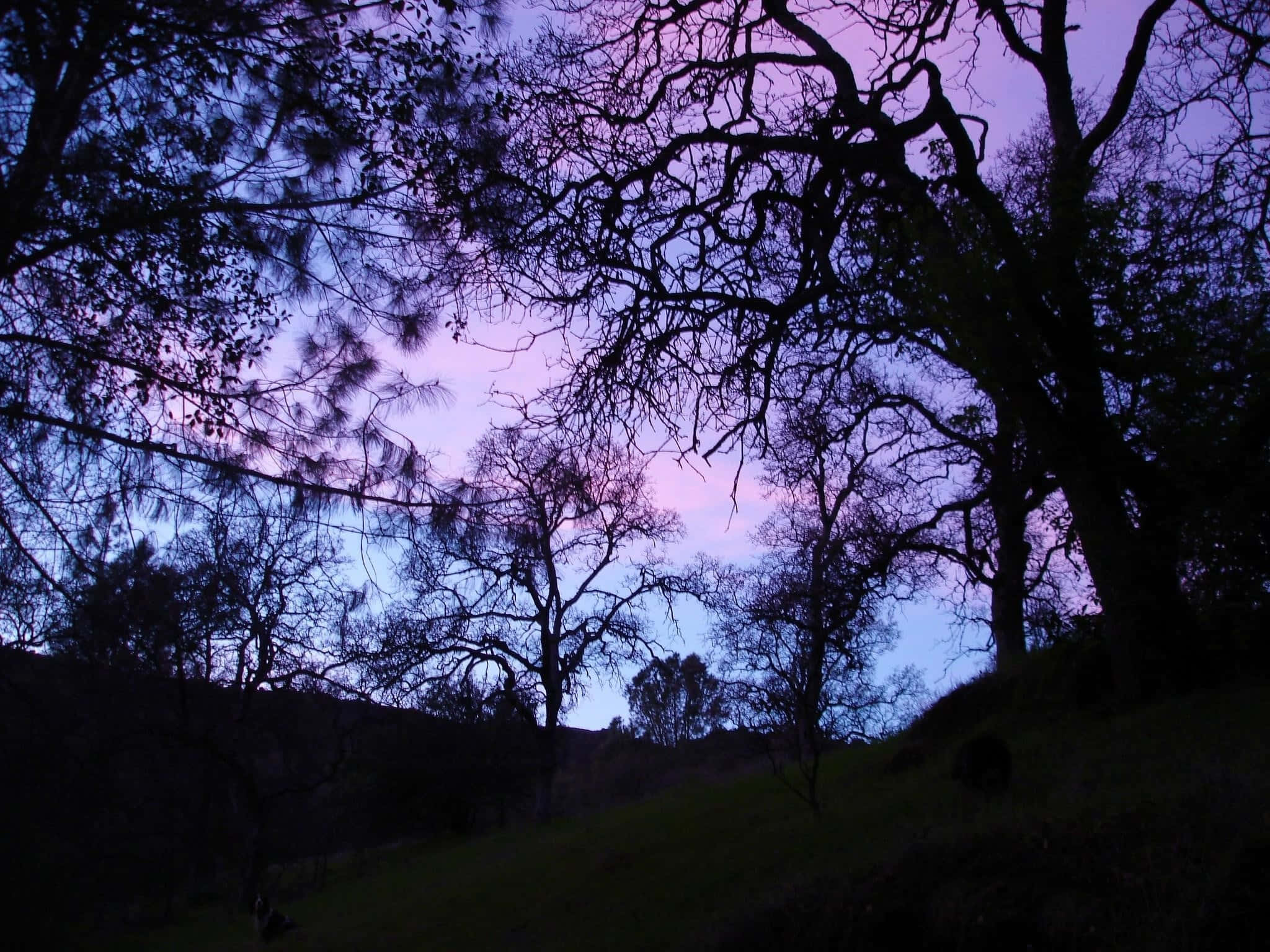 purple gothic architecture, twilight sky, purple and blue hues, Full HD Desktop Wallpaper