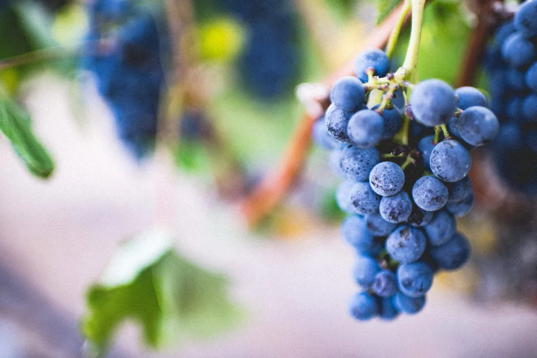 Purple Grapes