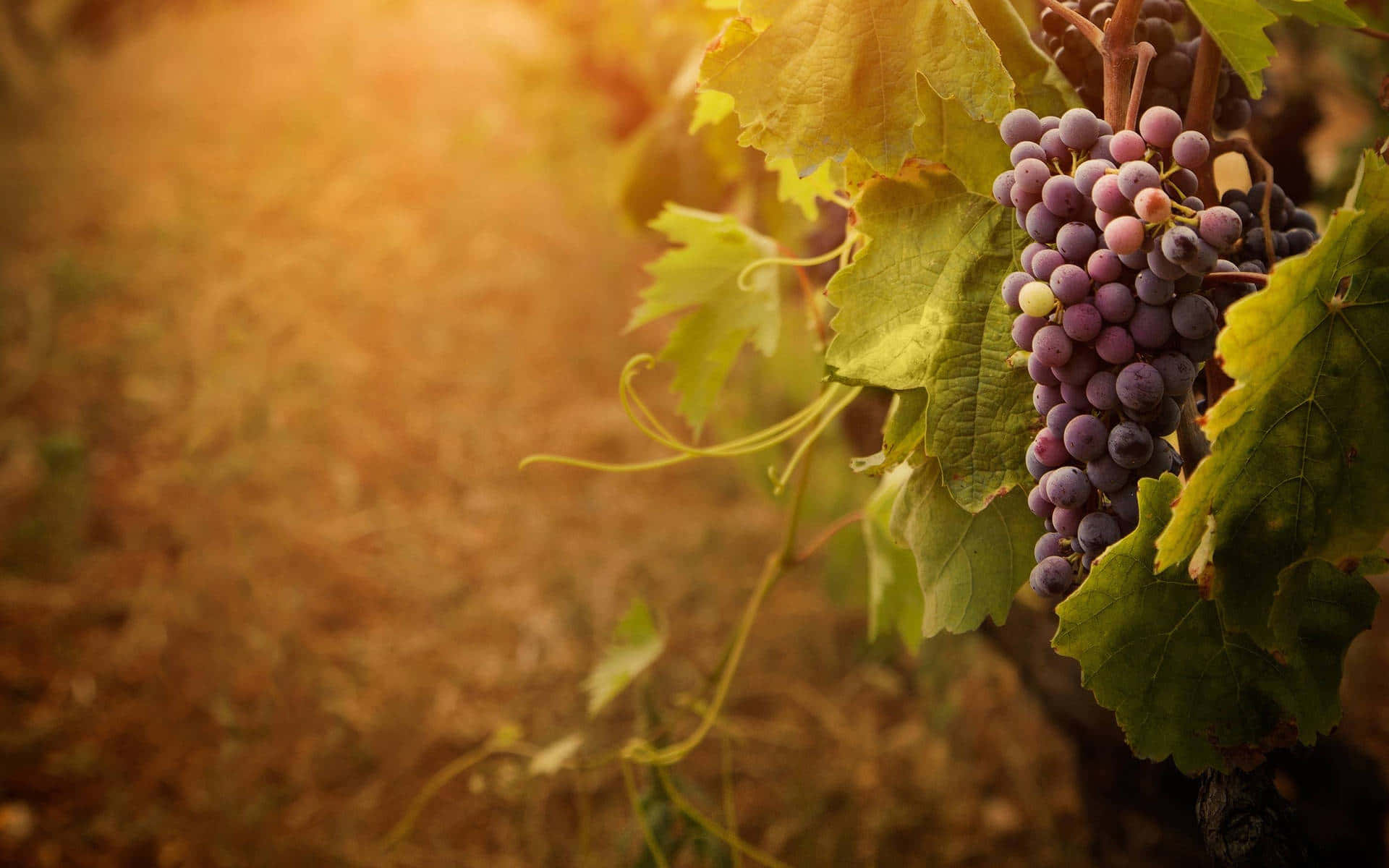 purple grapes, sunlit, vine, Full HD Desktop Wallpaper