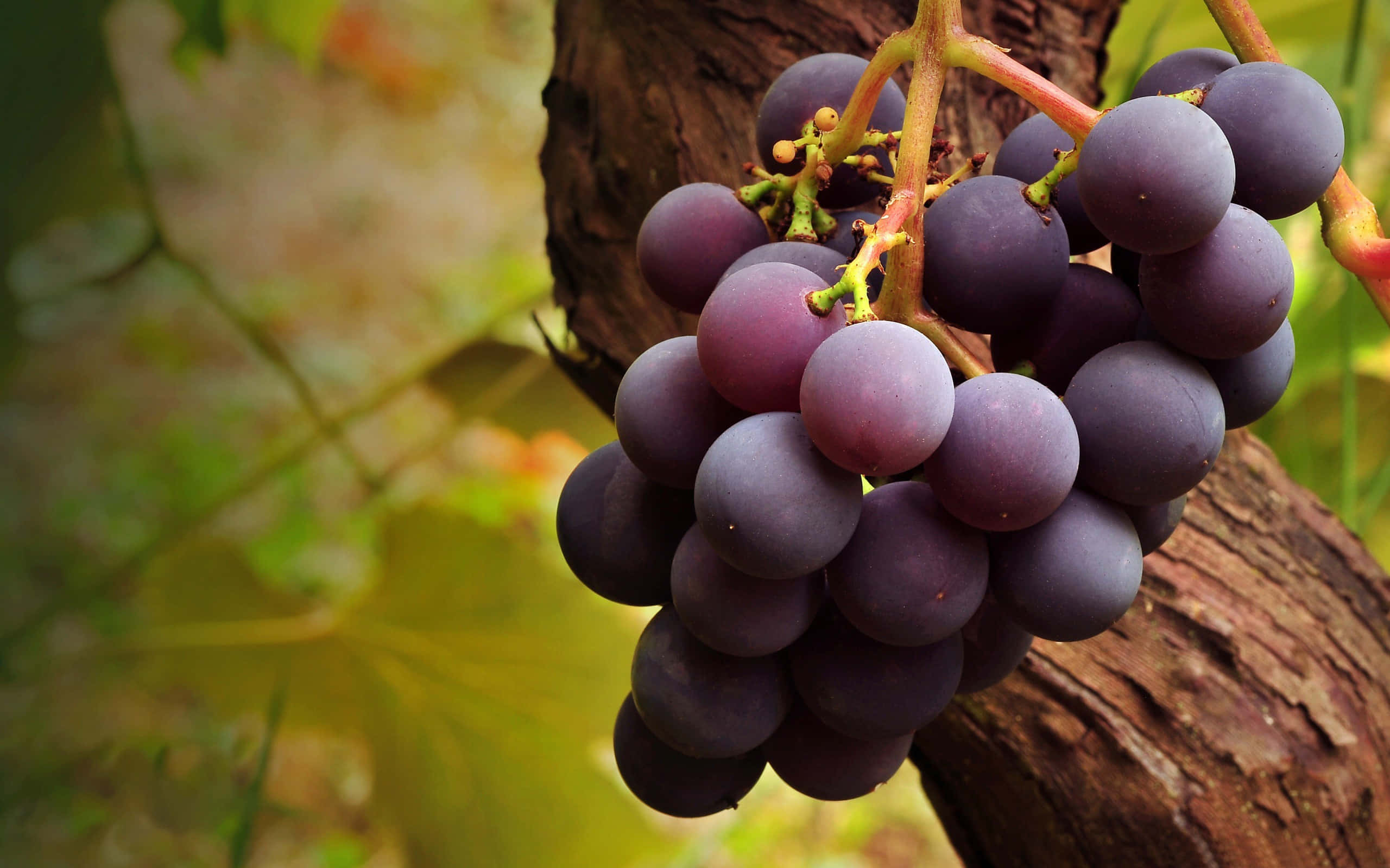 Purple Grapes, dark purple grapes, vine, 2K Desktop Wallpaper