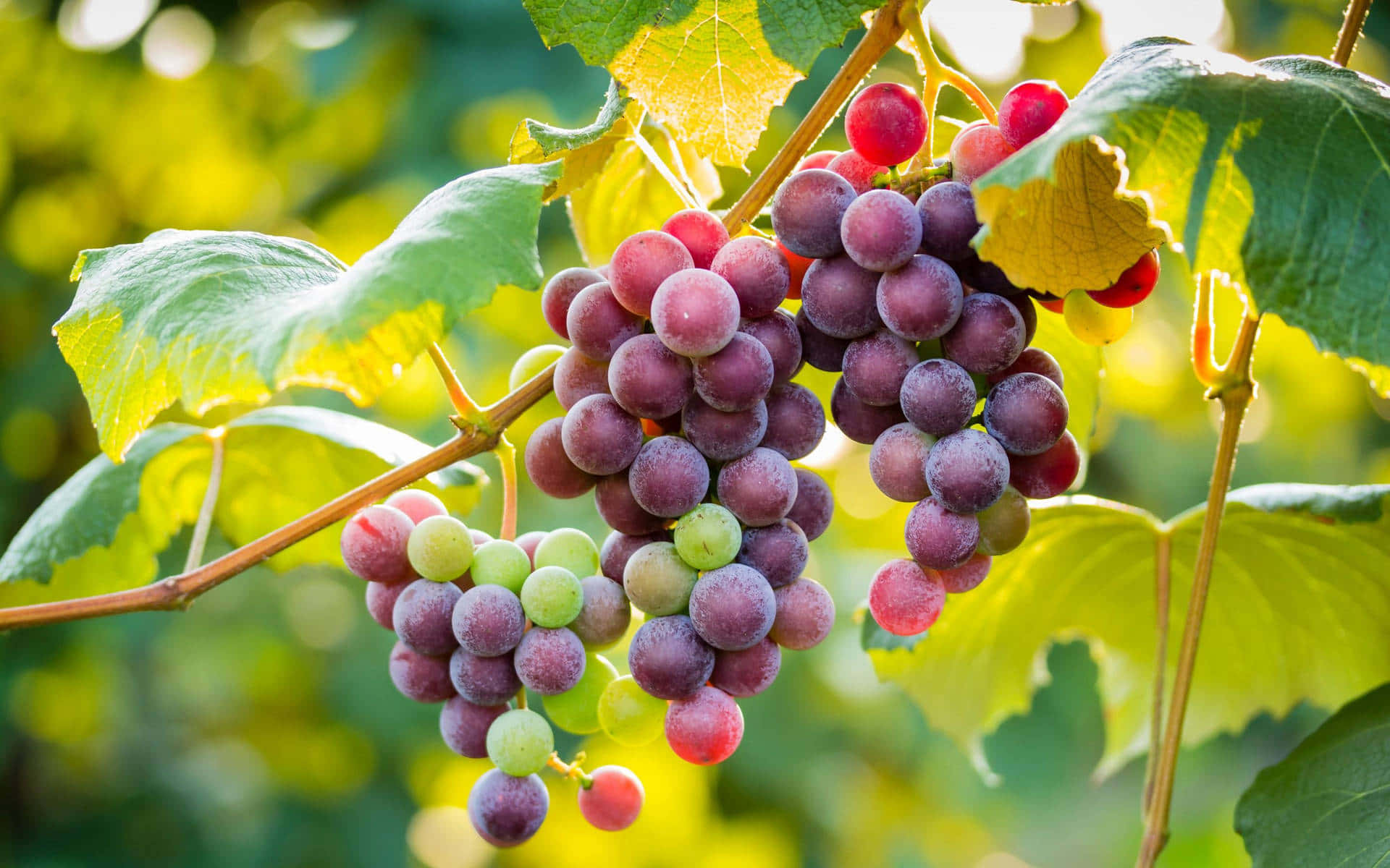Purple Grapes, sunlit clusters, purple and green grapes, Full HD Desktop Wallpaper