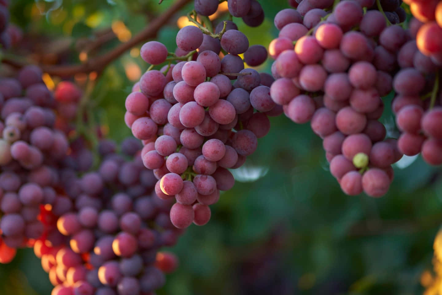 Purple Grapes, sunlit, ripe purple grapes, HD Desktop Wallpaper