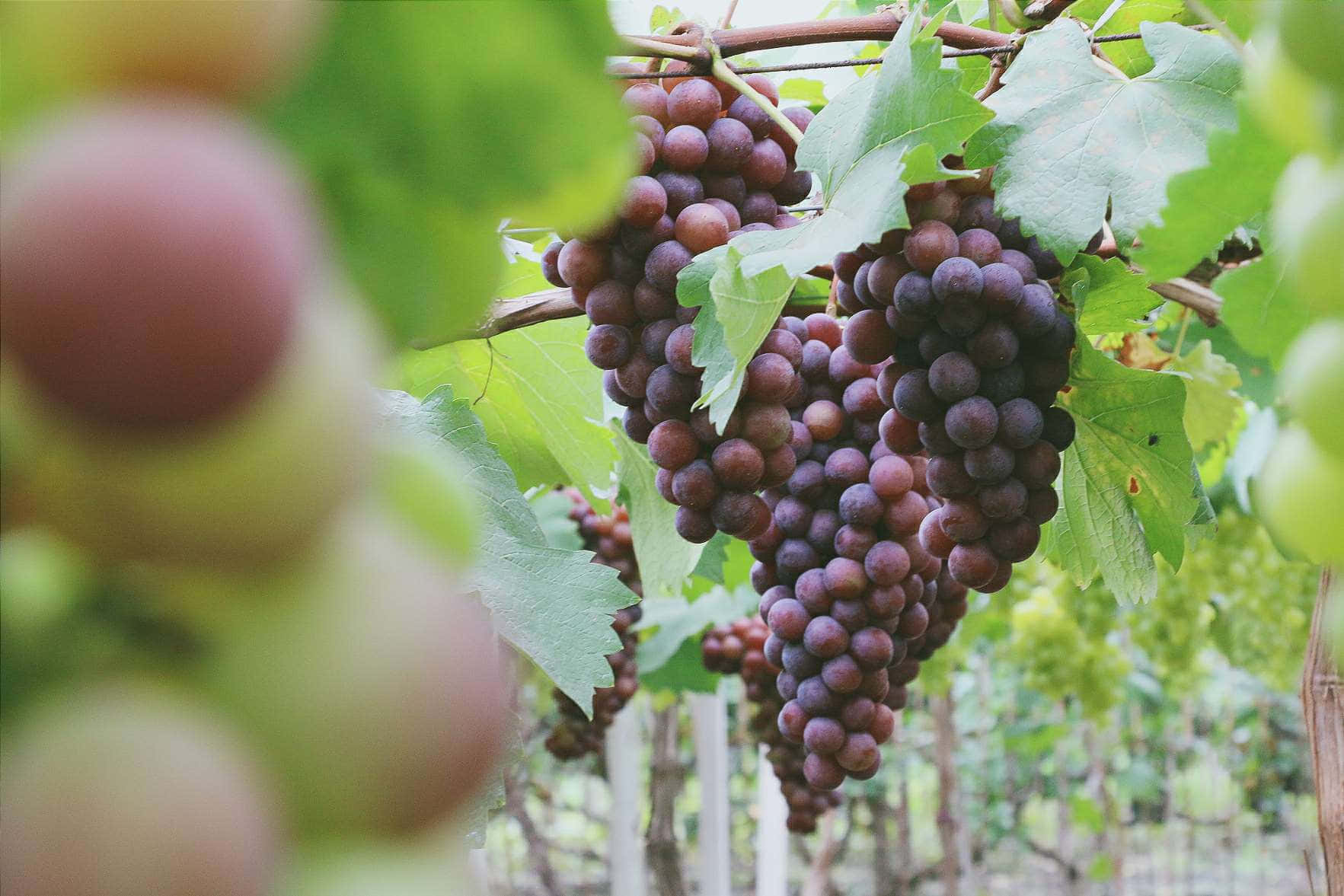 purple grapes, dark purple grapes, vibrant green leaves, HD Desktop Wallpaper