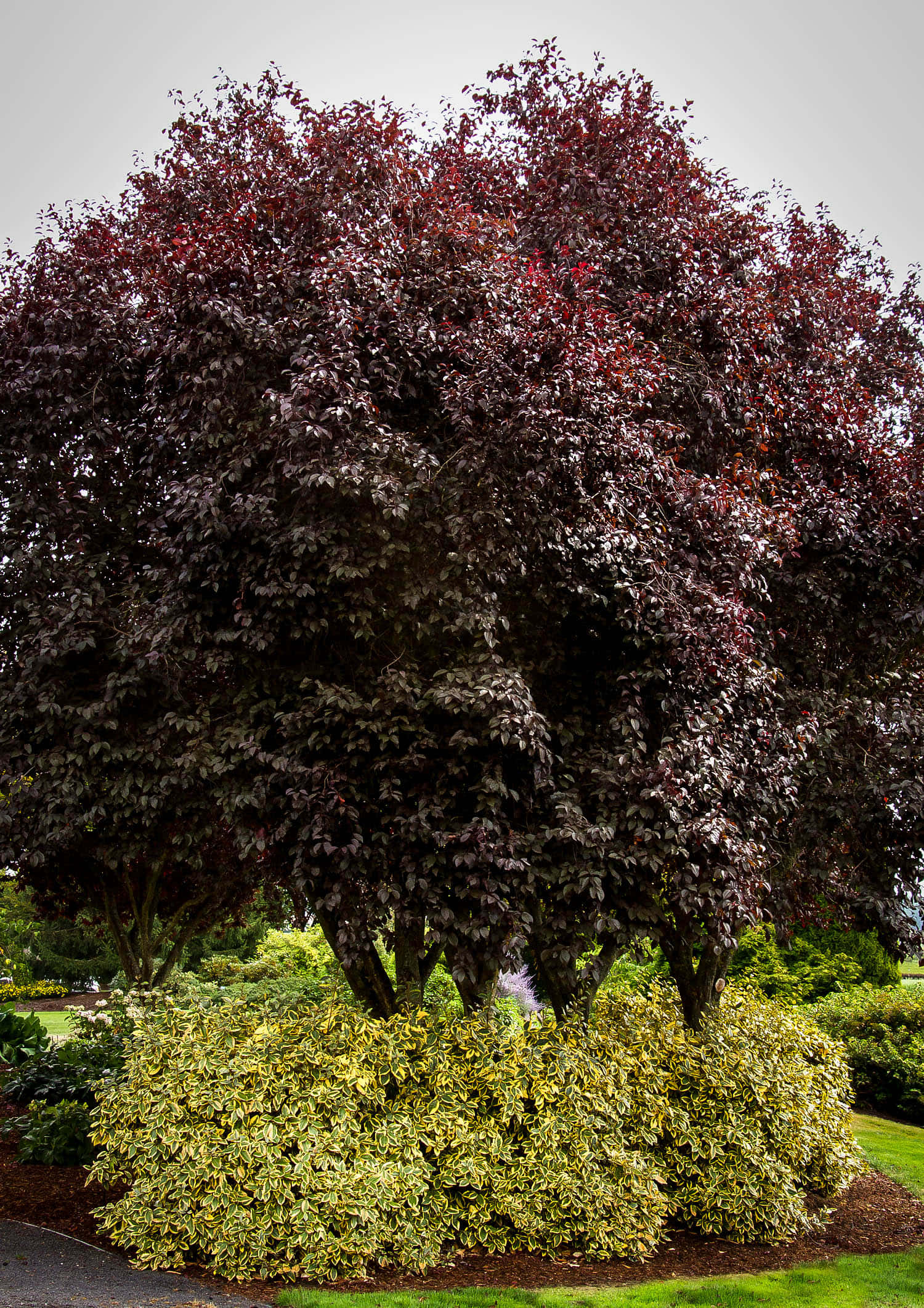 juicy purple plums, deep burgundy leaves, vibrant yellow-green shrubs, Full HD Phone Wallpaper