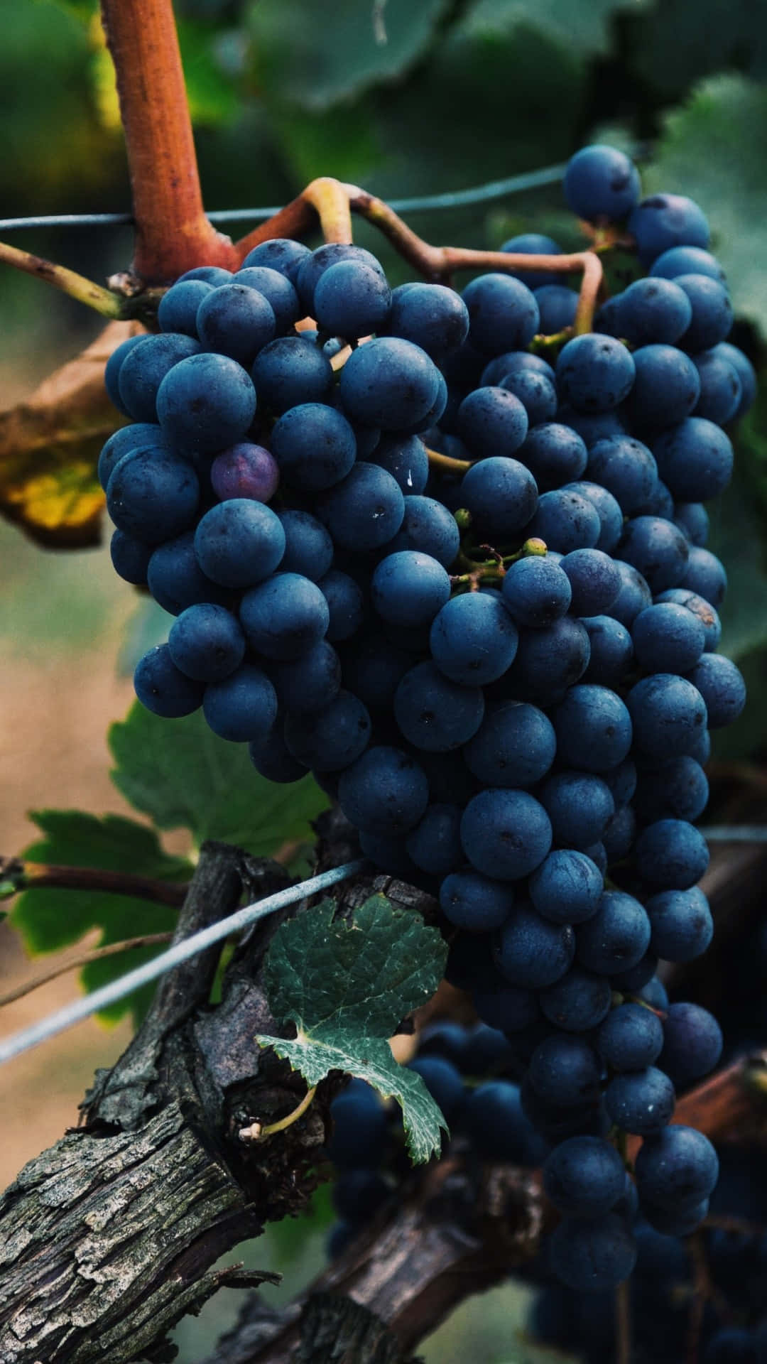 vineyard vines, black grapes, vine, Full HD Phone Wallpaper