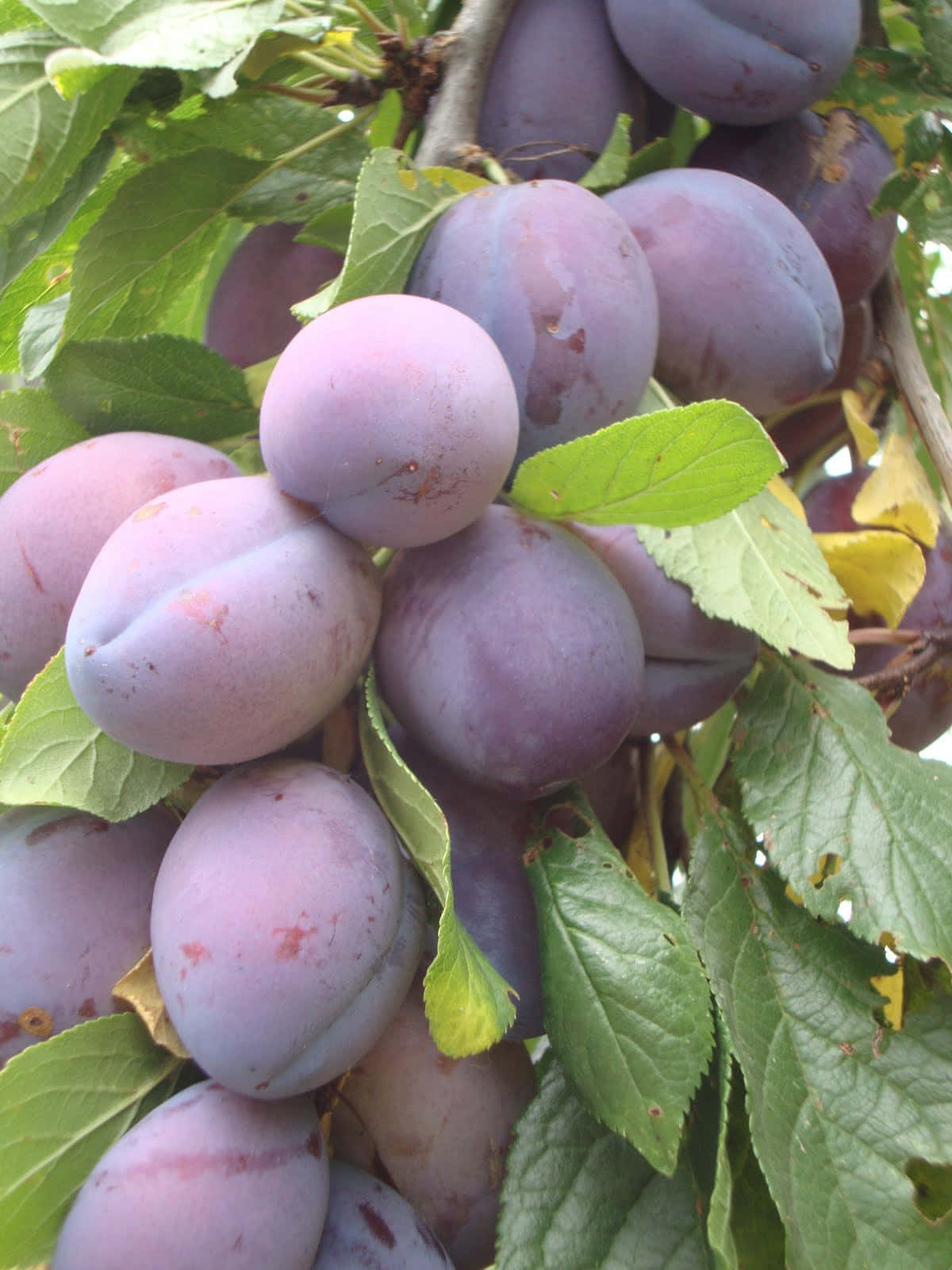 purple plums, tree branch, lush green leaves, HD Phone Wallpaper