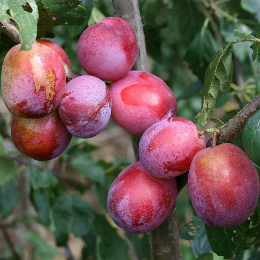 purple plums, abundant fruit tree, dusty pink and red skin, SD Desktop Wallpaper