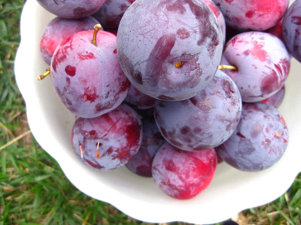 purple plums, white bowl, vibrant green grass, SD Desktop Wallpaper