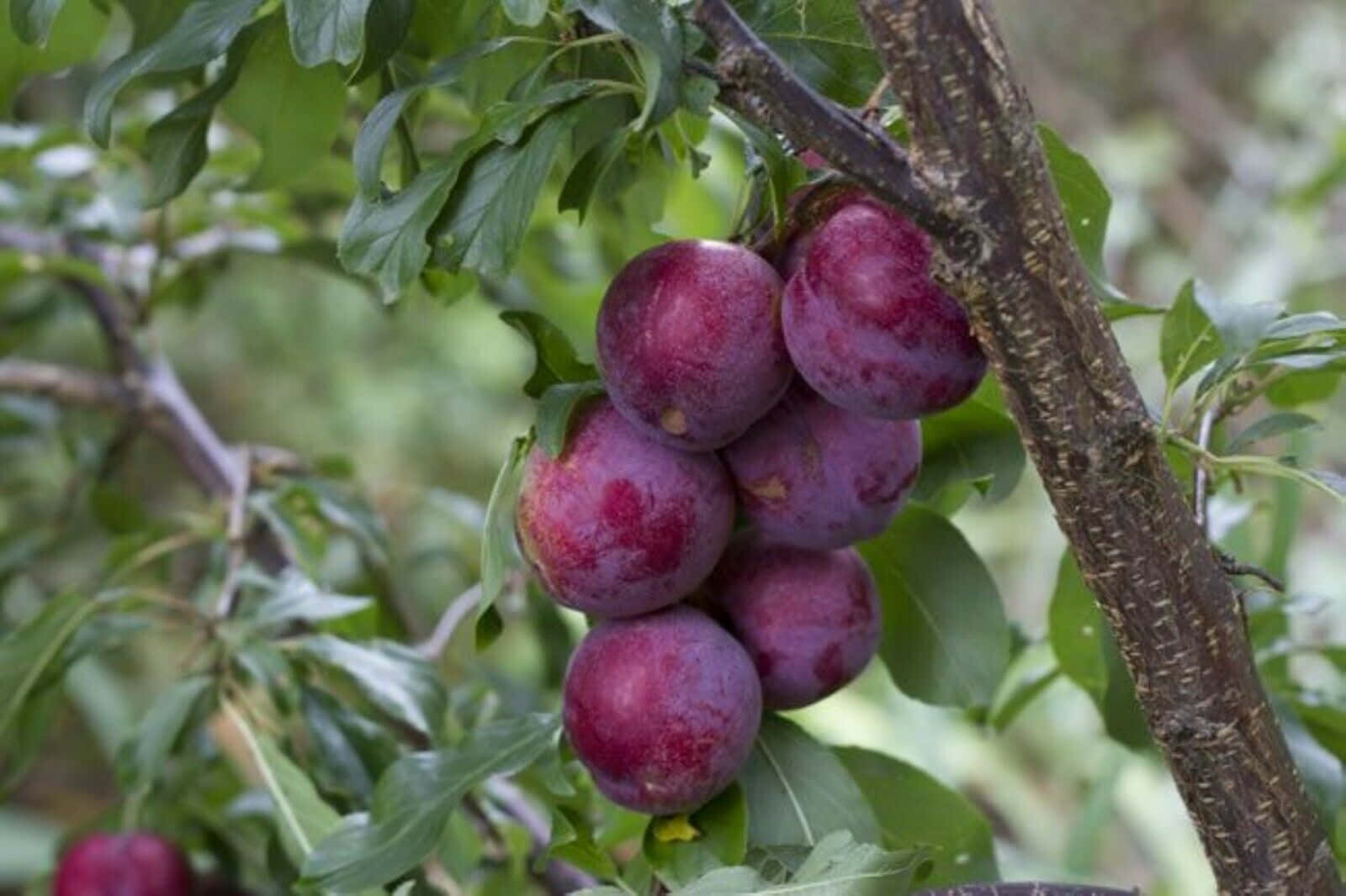 purple plums, tree branch, lush green leaves, HD Desktop Wallpaper