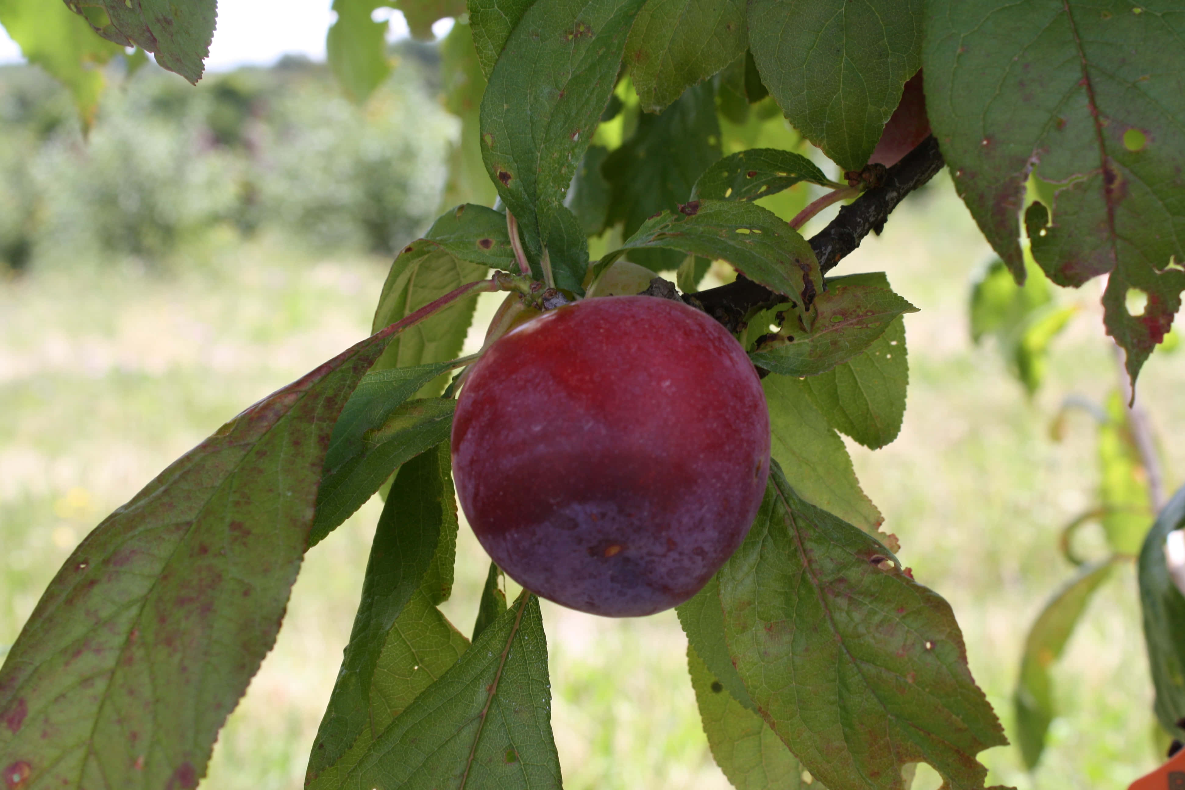 purple plums, ripe purple plum, leafy branch, 4K Desktop Wallpaper