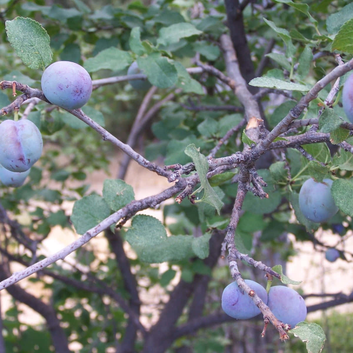 purple plums, glass of refreshing juice, sunlit orchard, SD Desktop Wallpaper