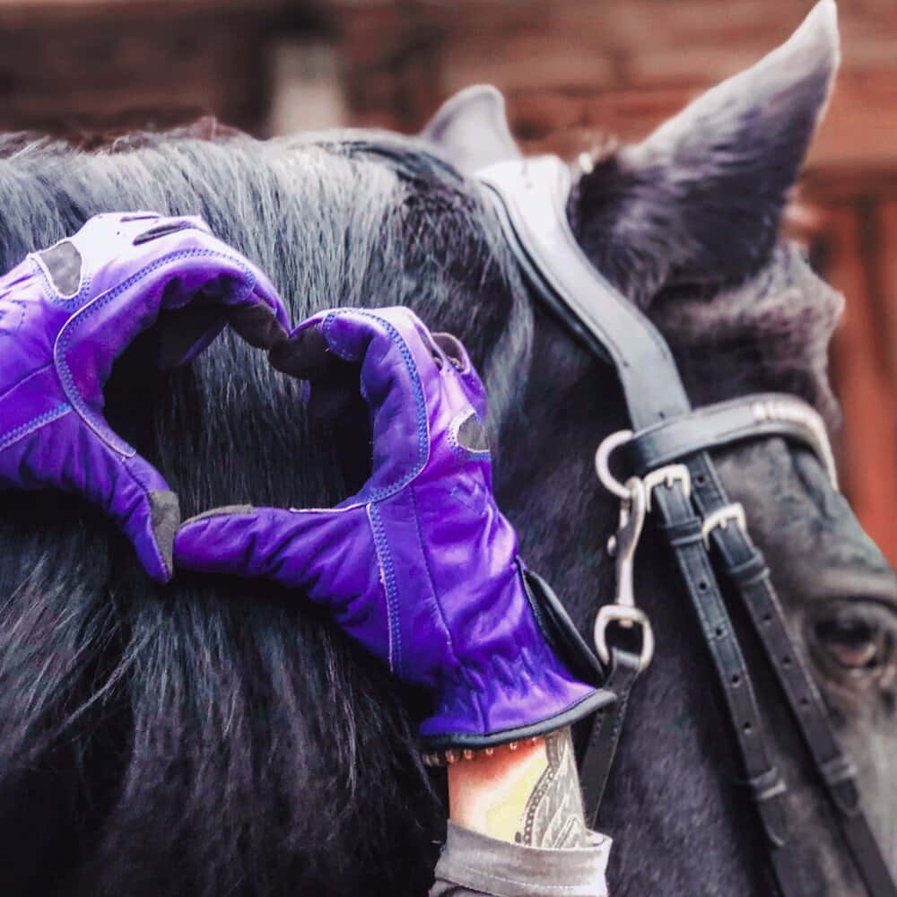 purple riding gloves, black horse, bridle, SD Desktop Wallpaper