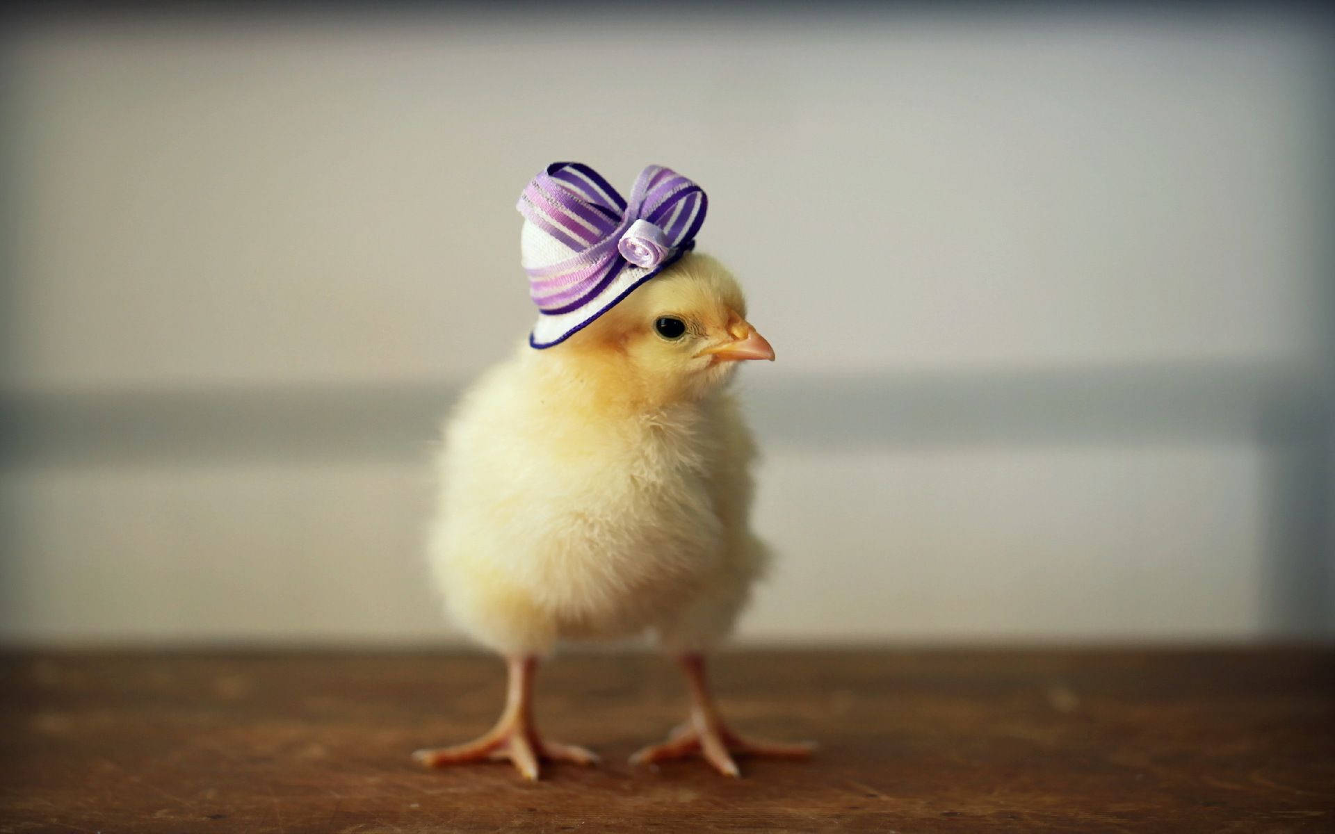 chick, yellow chick, wooden surface, Full HD Desktop Wallpaper