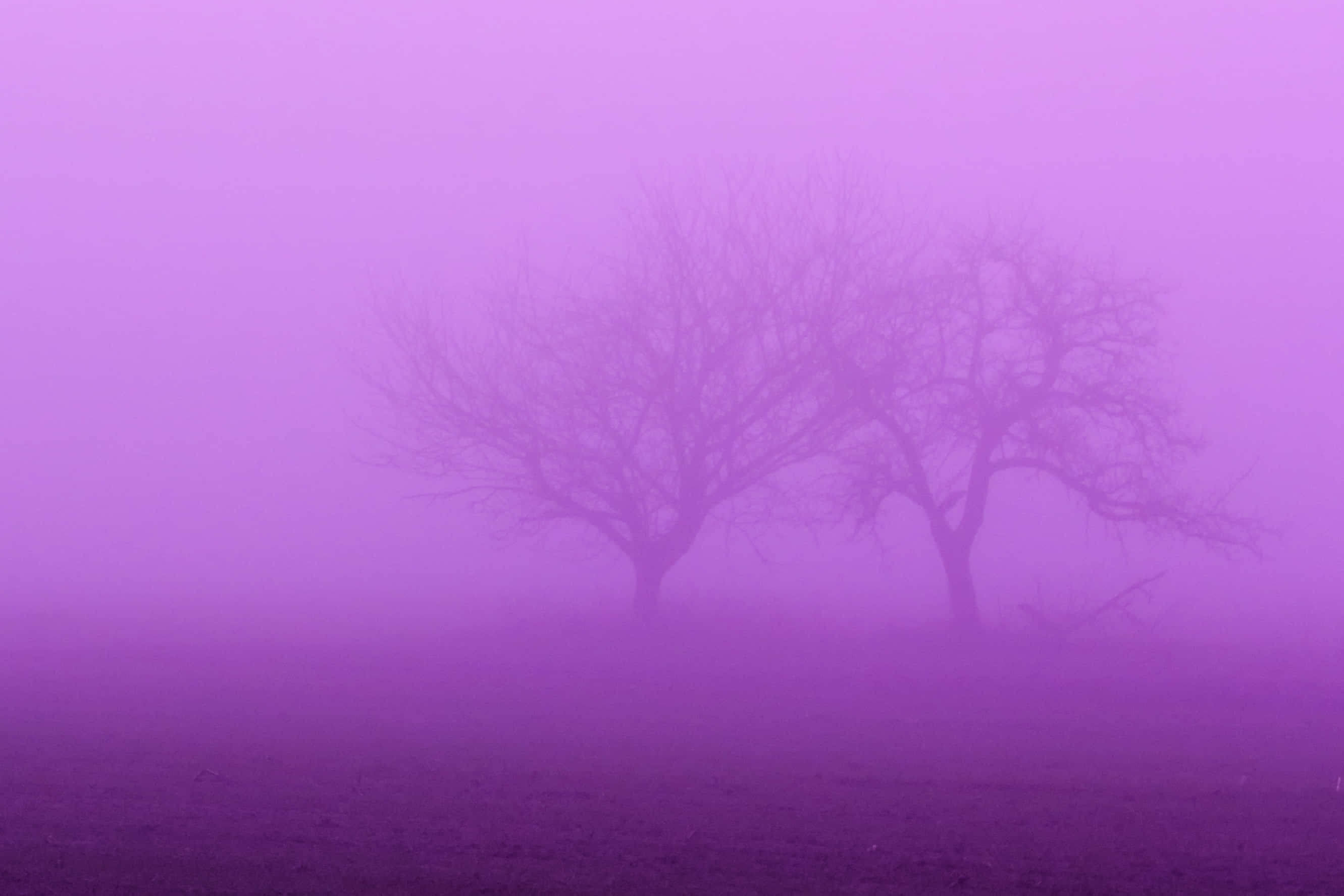 Purple Haze, aurora borealis, purple fog, 2K Desktop Wallpaper