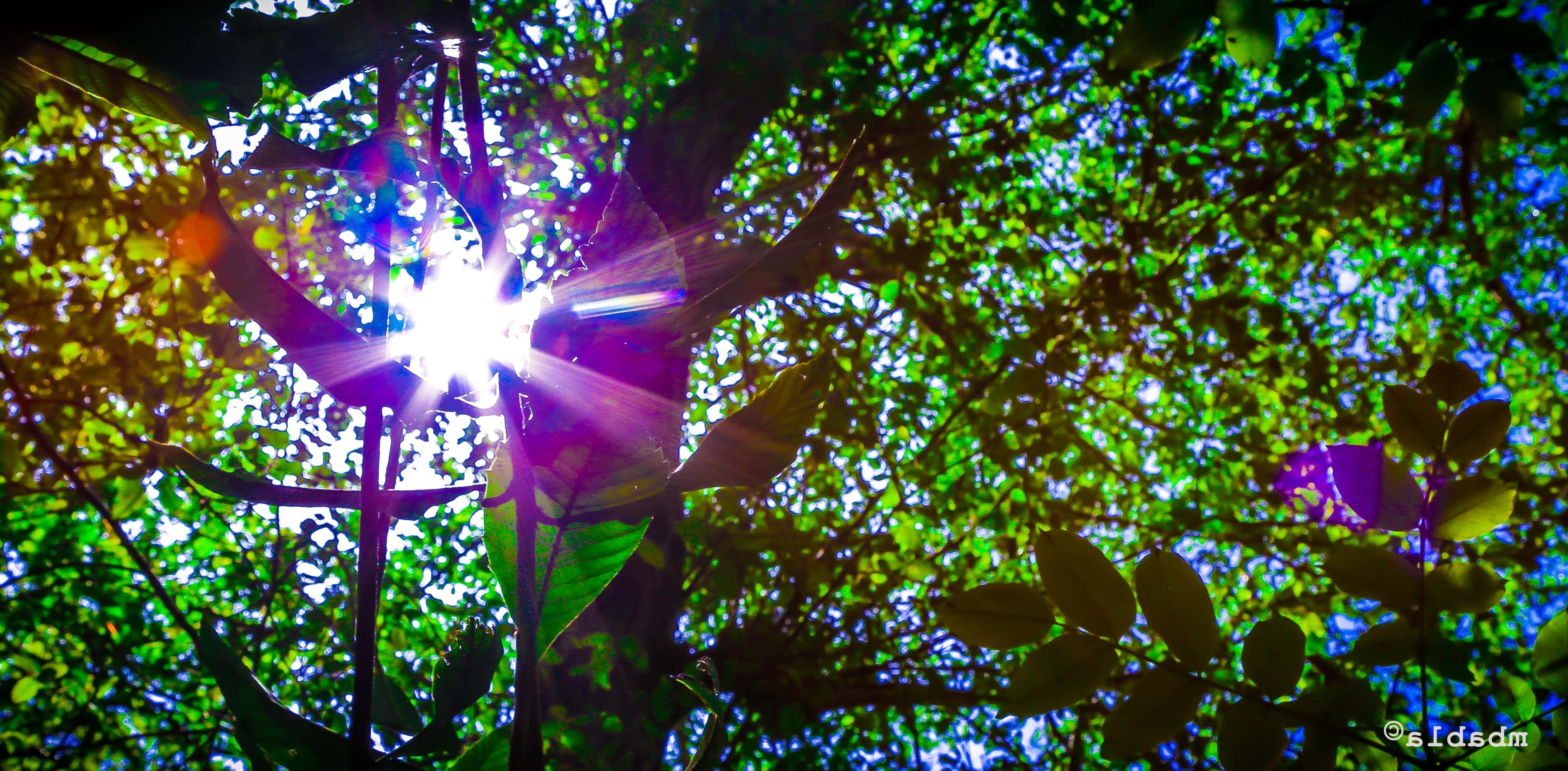 purple haze, sunlight, dense green foliage, 4K Desktop Wallpaper