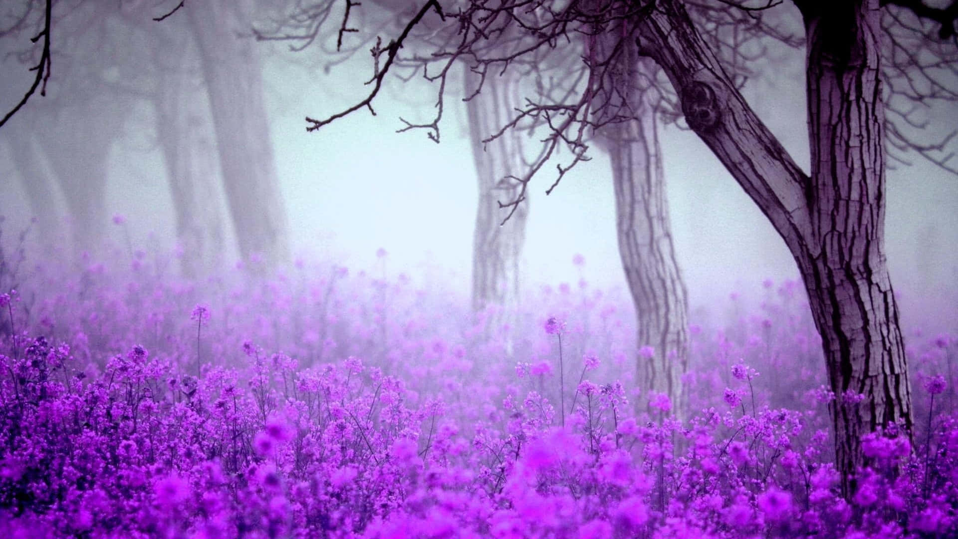 Purple Haze, misty forest floor, vibrant purple flowers, Full HD Desktop Wallpaper