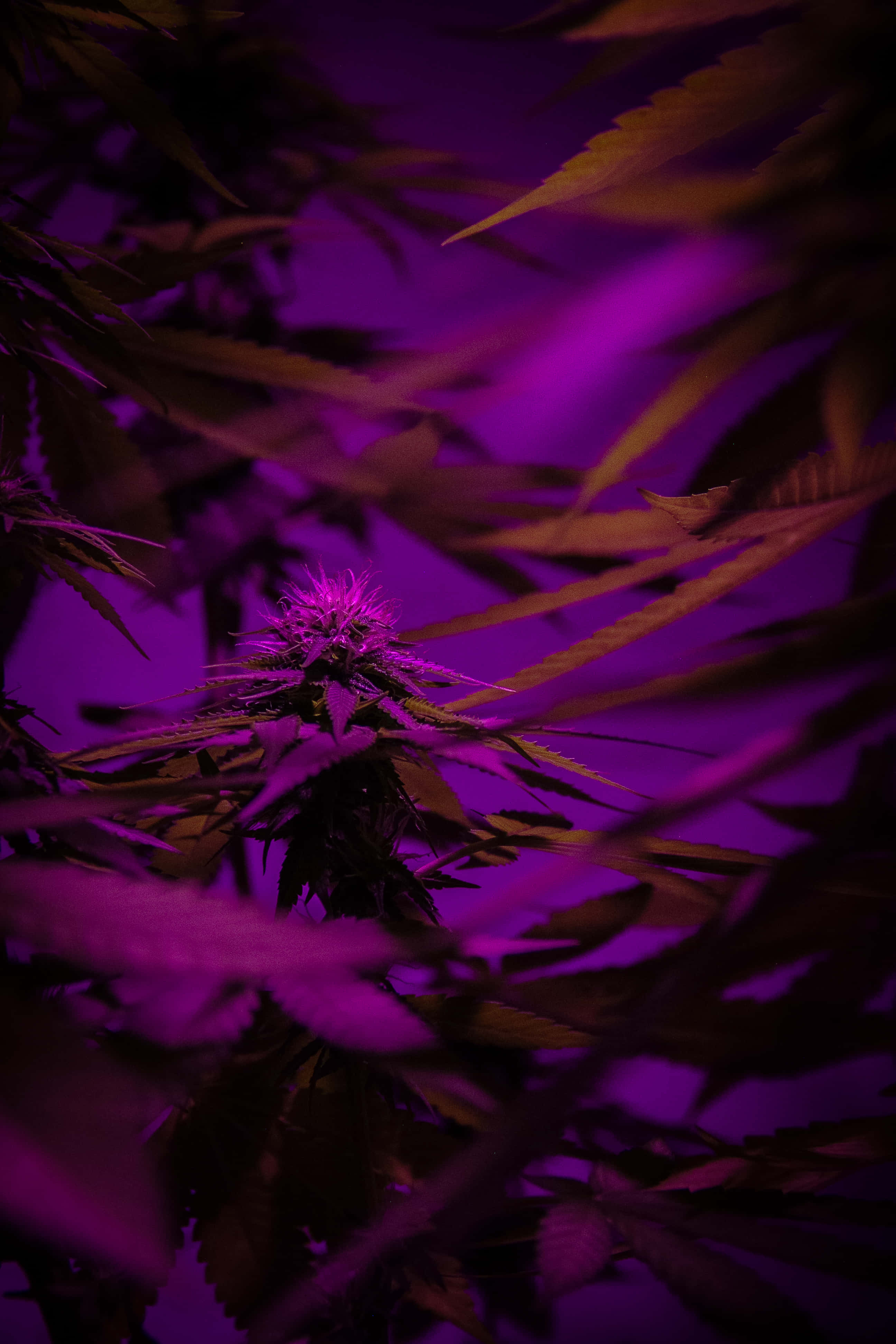 Purple Haze, cannabis plant, purple light, 4K Phone Wallpaper
