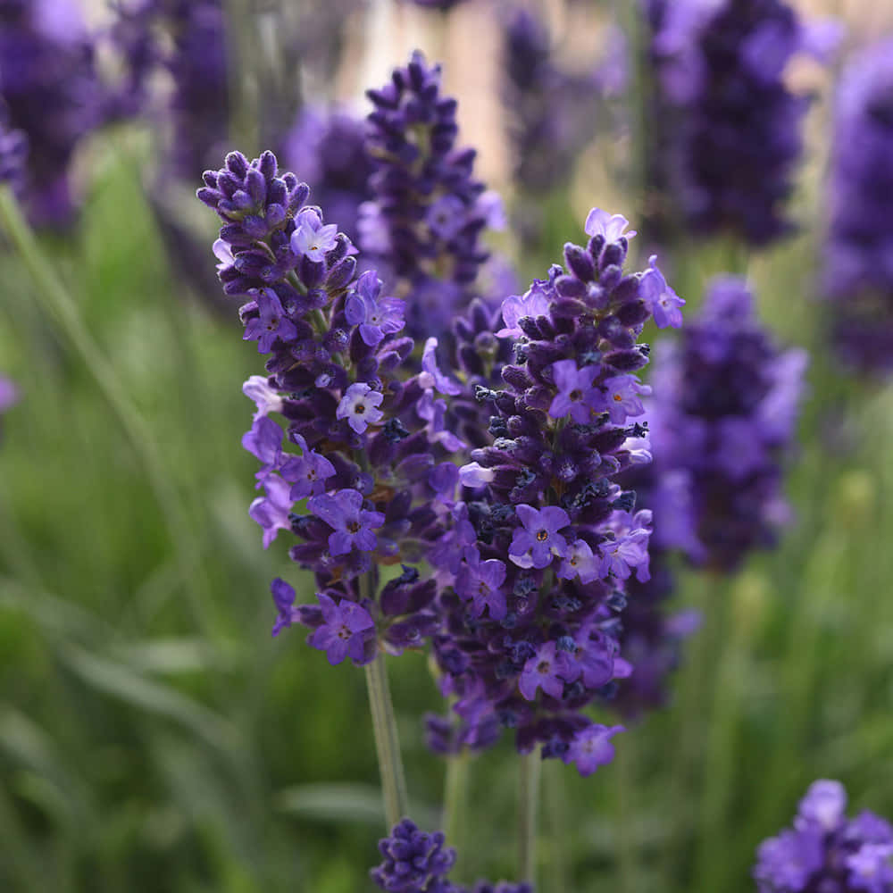Lavender Blue, purple lavender blooms, slender stems, SD Desktop Wallpaper