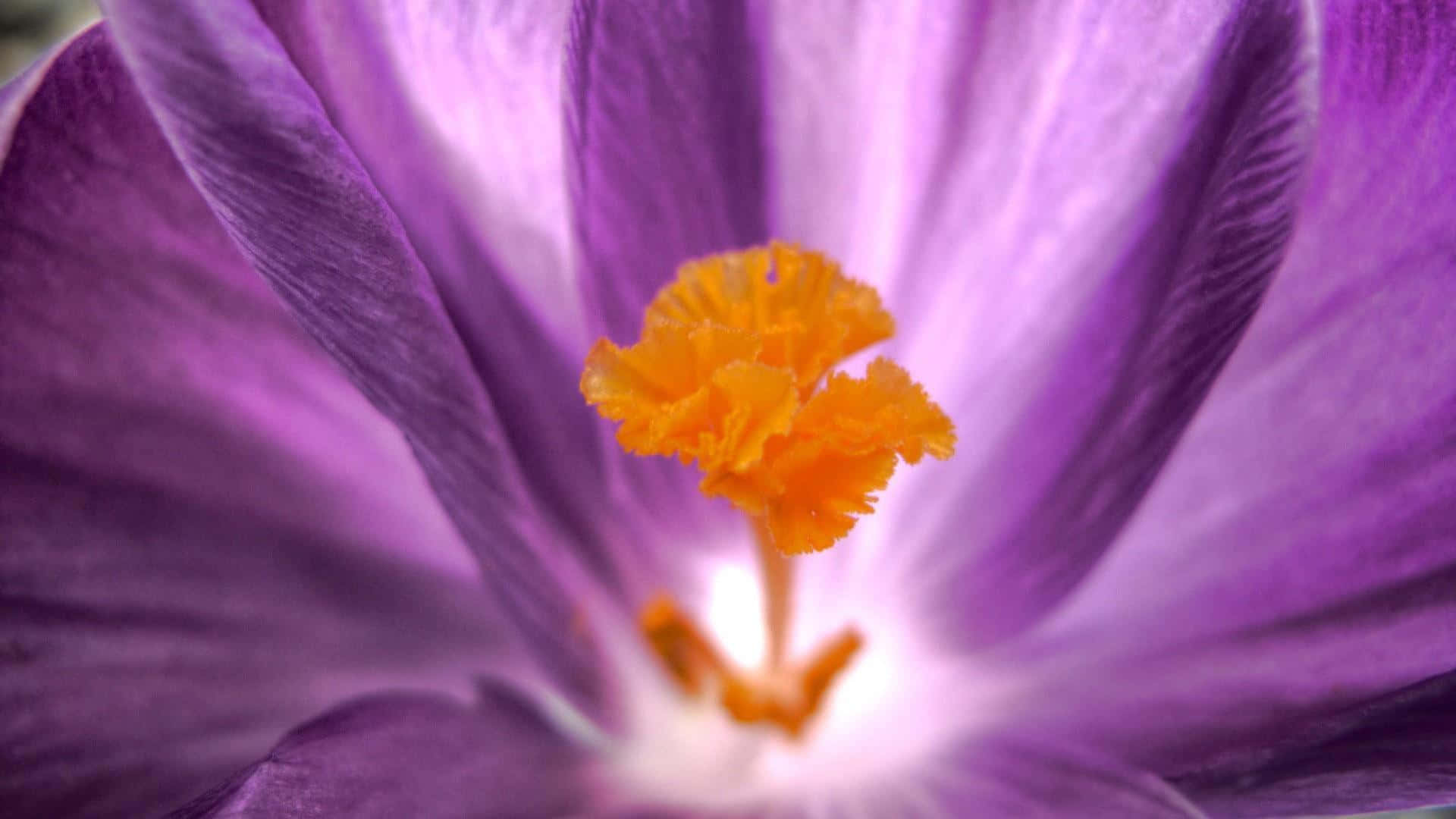 Purple Haze, crocus flower, vivid purple petals, Full HD Desktop Wallpaper