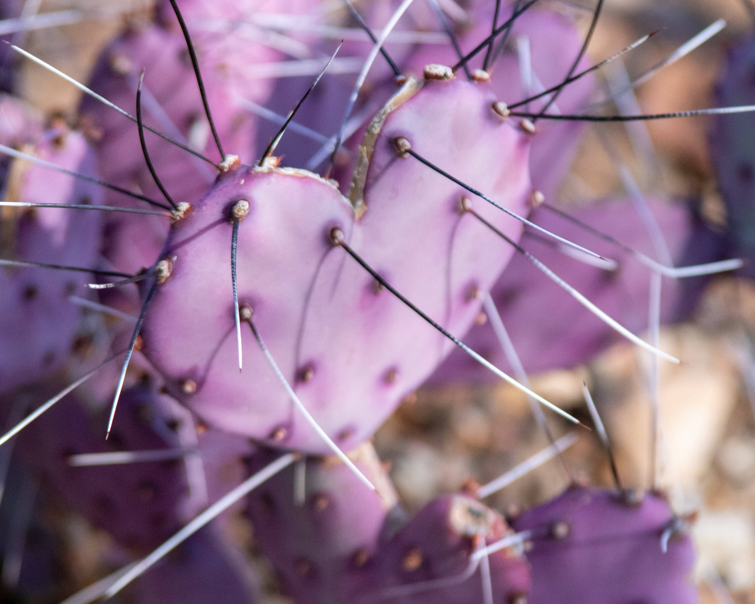 Purple Heart, prickly pear cactus pads, black and white spines, 2K Desktop Wallpaper