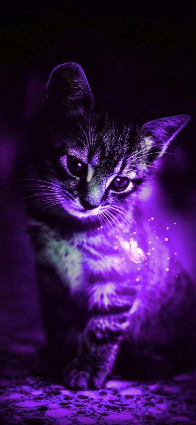 Mystical Purple Kitten, glowing purple fur, sparkling particles, HD Phone Wallpaper