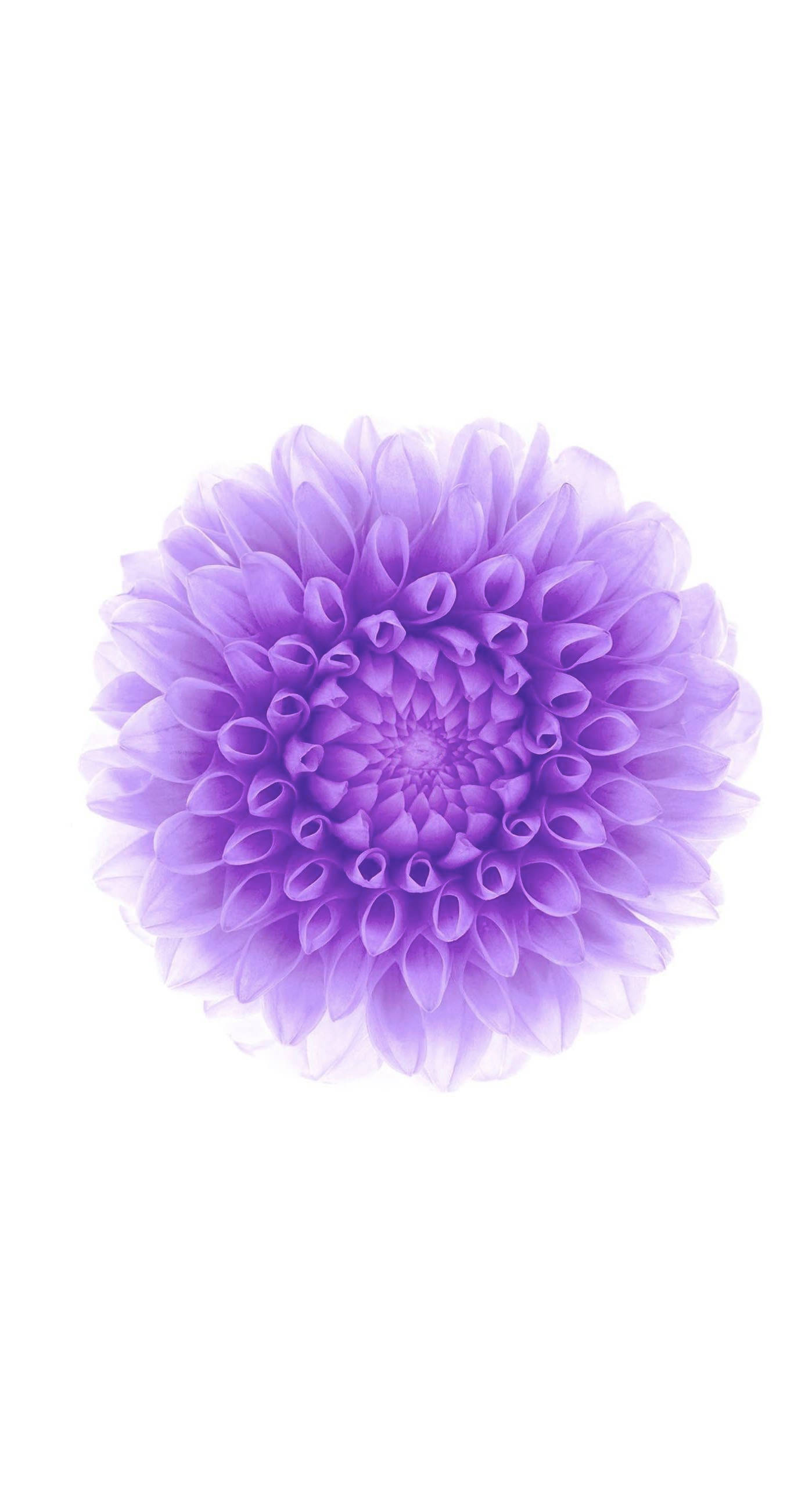 purple dahlia, layered petals, dense center, 2K Phone Wallpaper