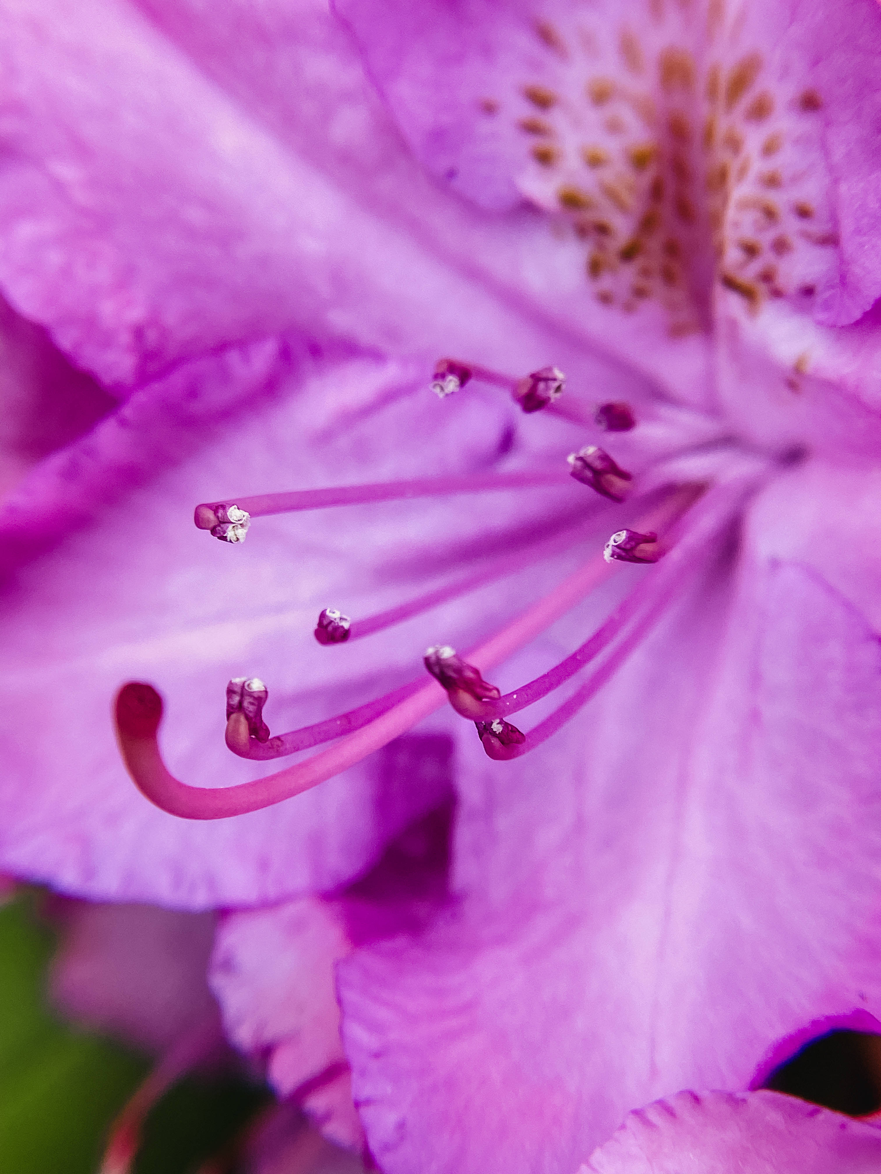 Purple iPhone, macro shot, pink petals, 4K Phone Wallpaper