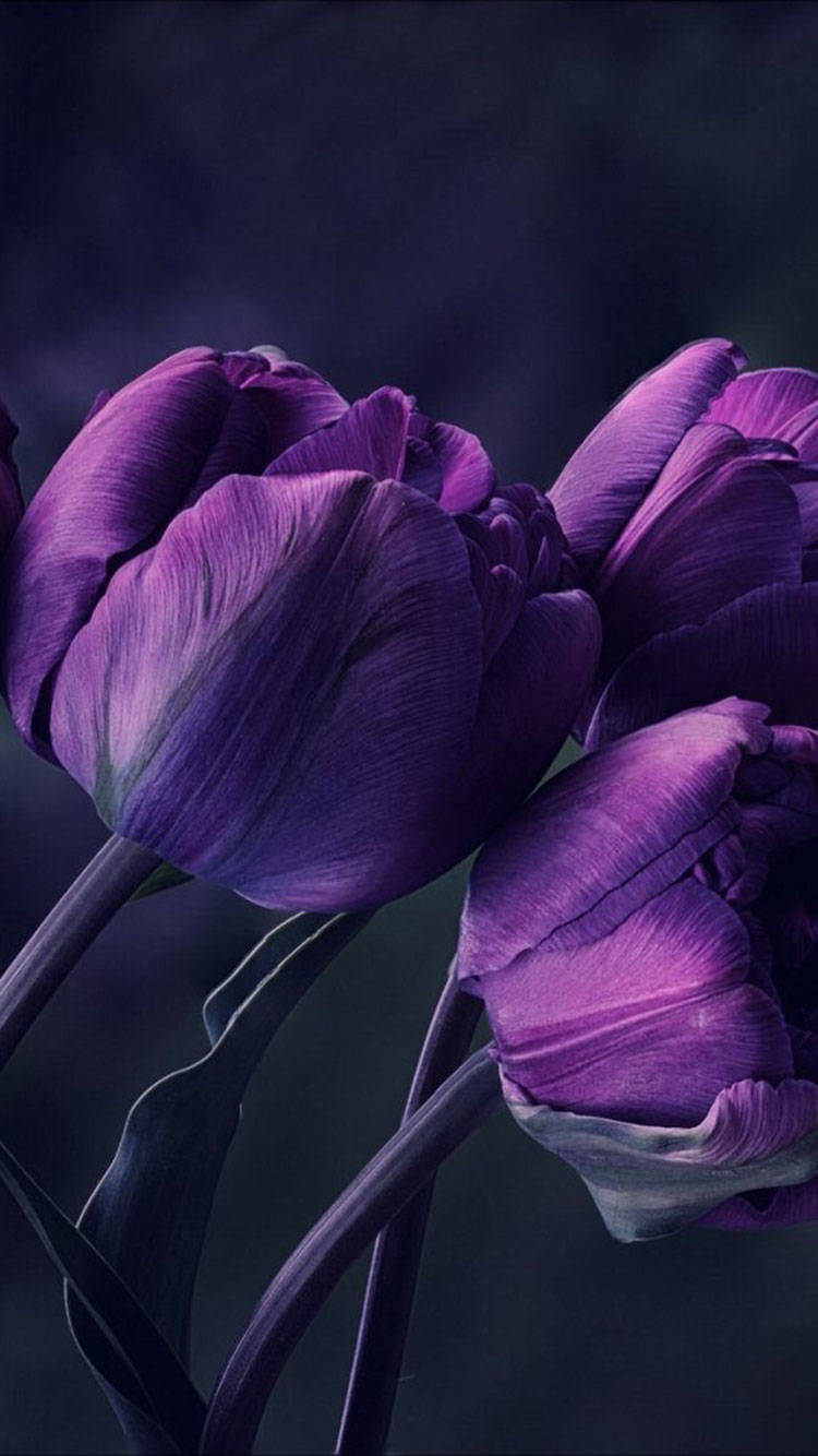 Purple iPhone, deep purple tulips, velvety petals, HD Phone Wallpaper
