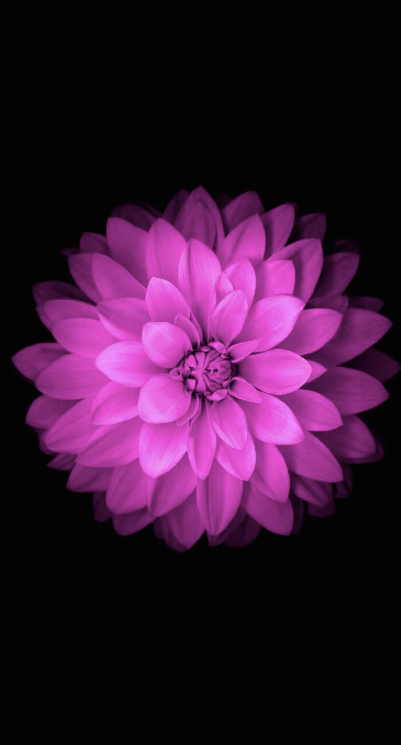 Purple iPhone, purple dahlia, black background, 2K Phone Wallpaper