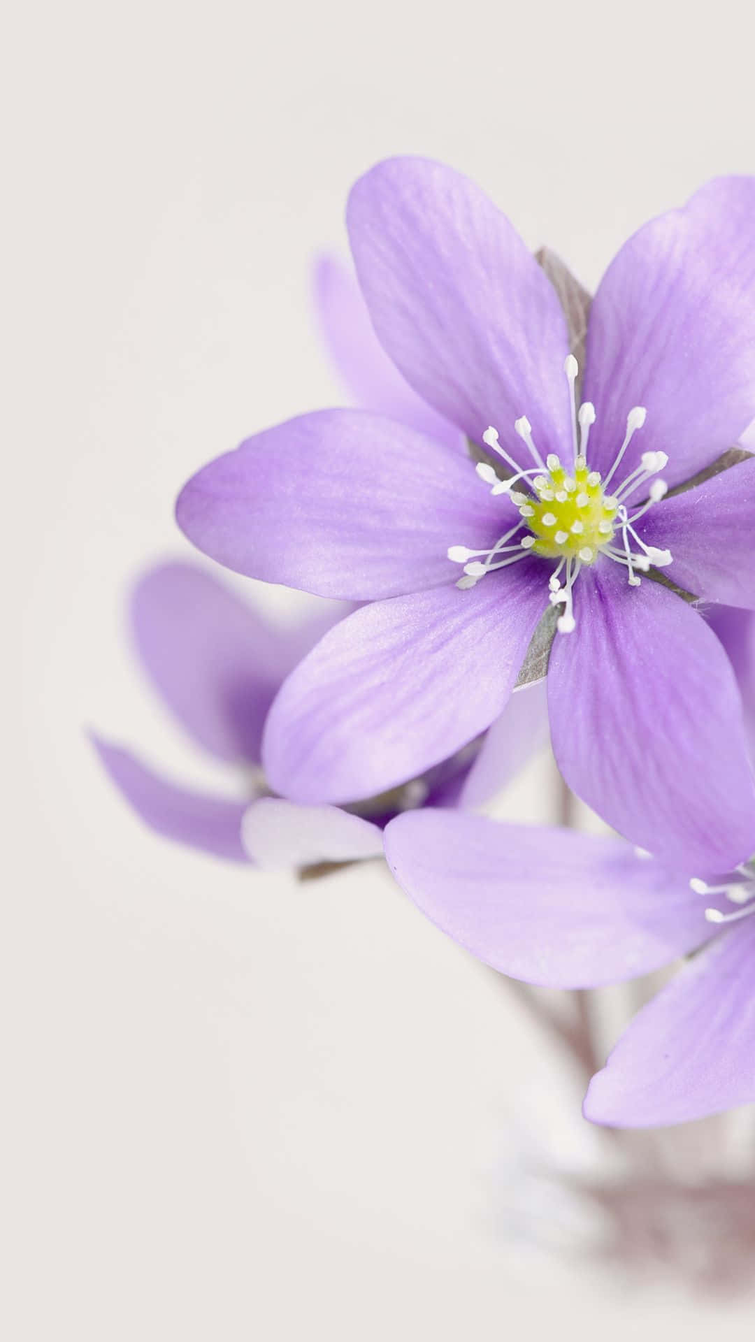 purple pastel iPhone, delicate purple flowers, white stamens, Full HD Phone Wallpaper