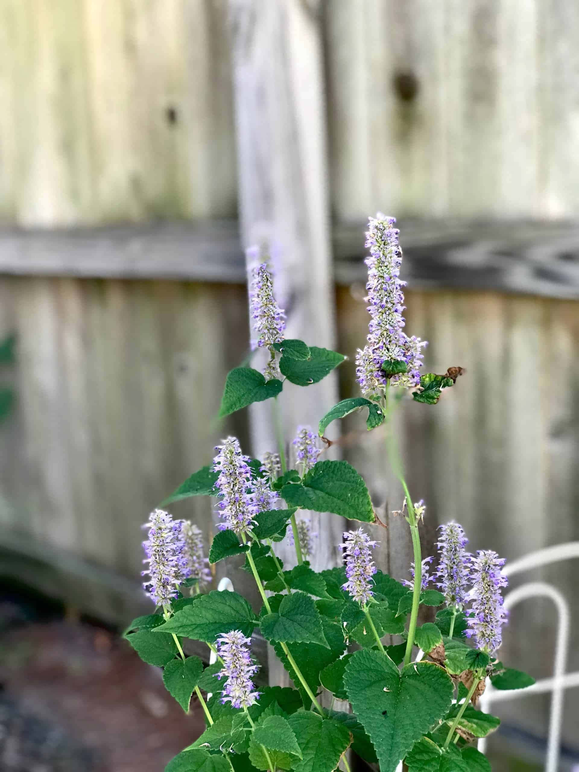 Purple Licorice, purple flower spikes, green leaves, 2K Phone Wallpaper