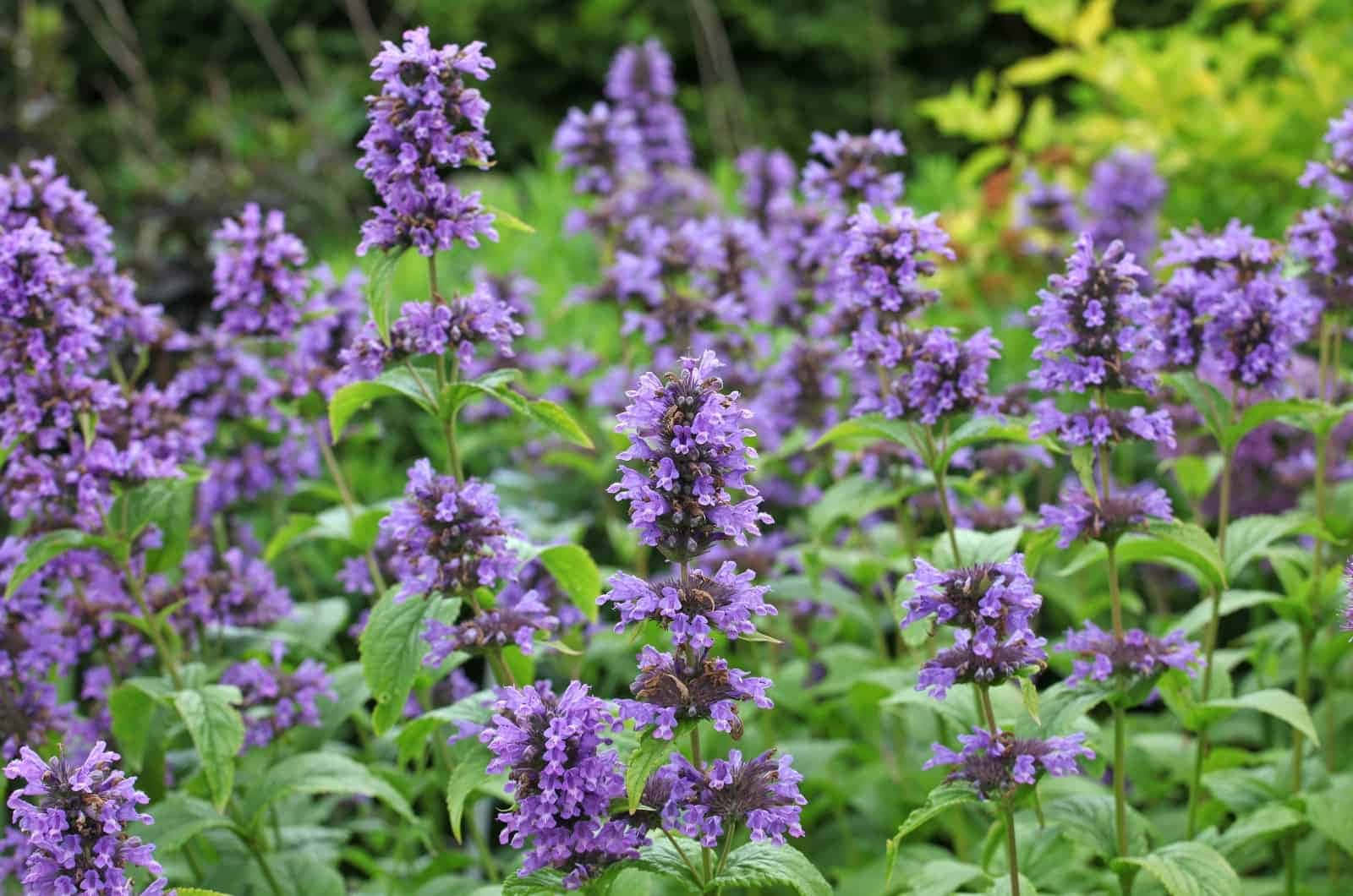 Purple Licorice, vibrant purple flower spikes, lush green foliage, HD Desktop Wallpaper