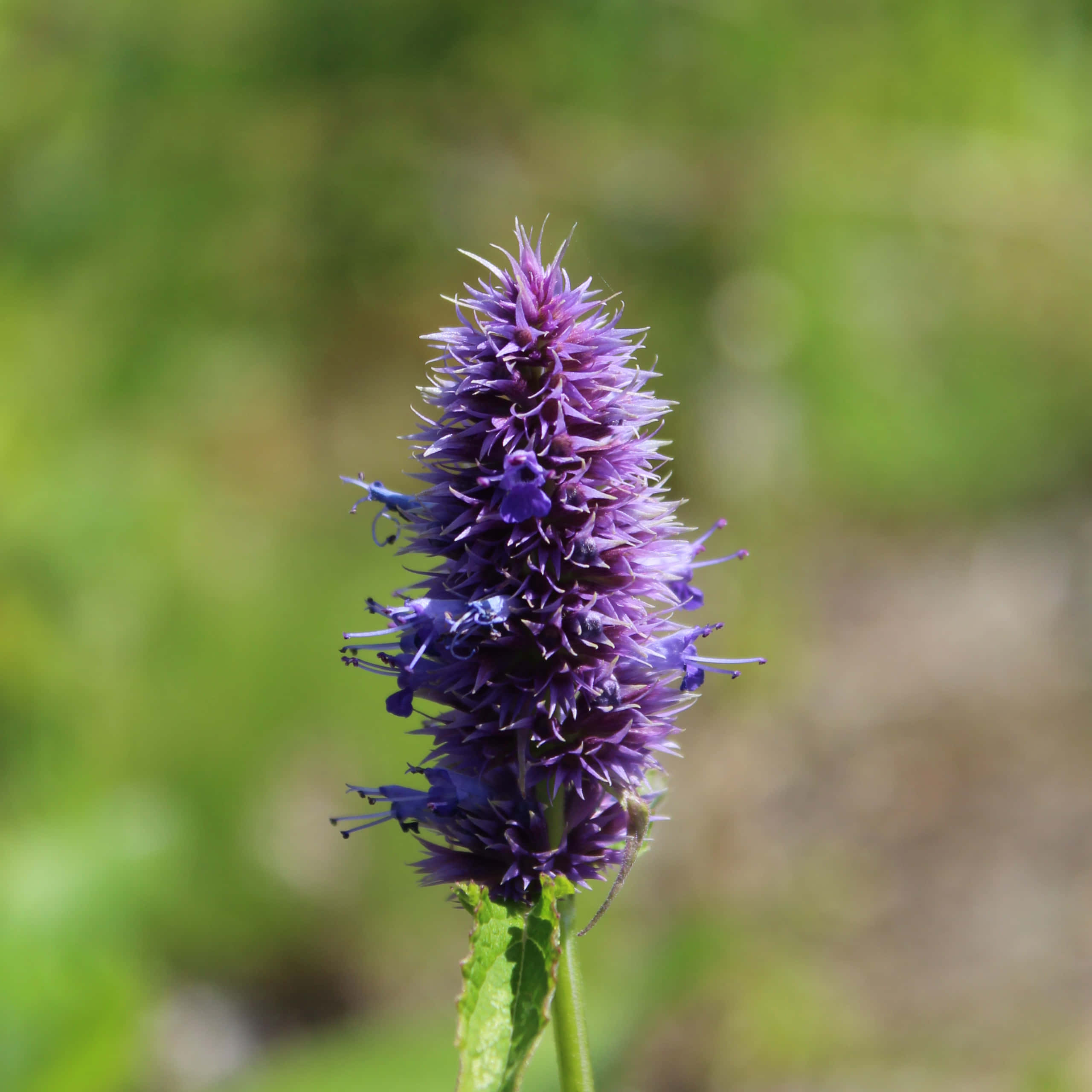 Purple Licorice, vibrant purple, spiked flower, 2K Desktop Wallpaper