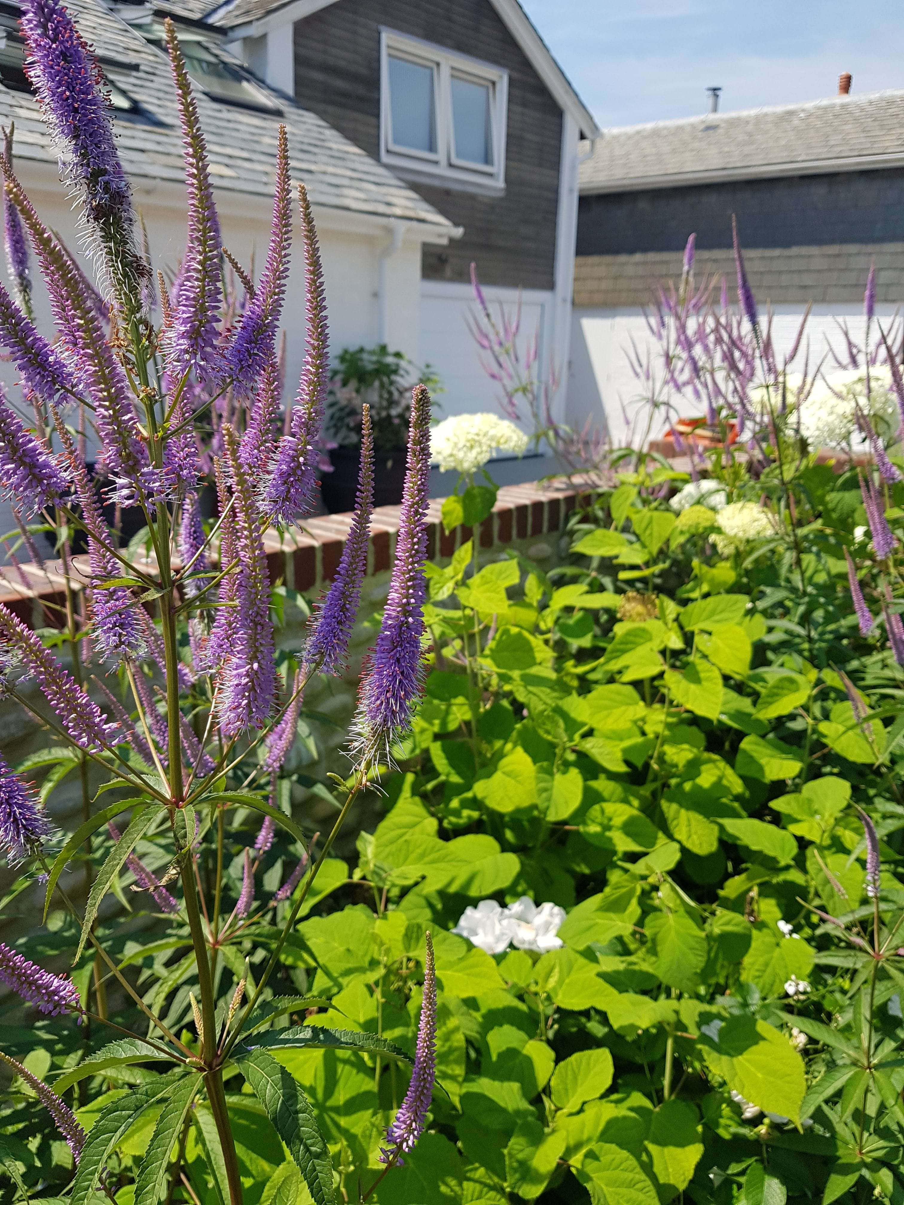 Purple Licorice, Veronica flowers, sunlit garden, 4K Phone Wallpaper