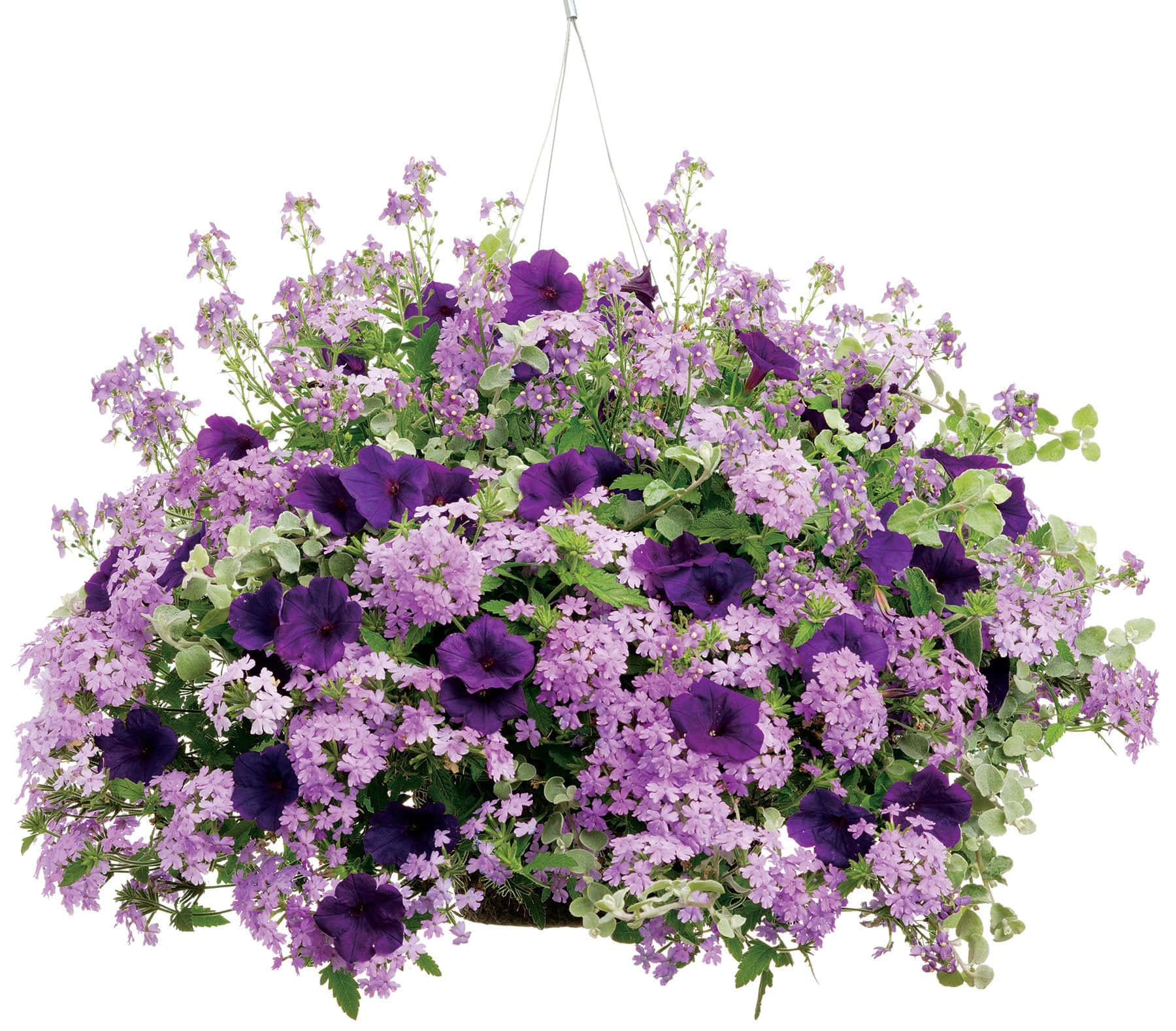 Purple Licorice, vibrant purple, lavender flowers, HD Desktop Wallpaper