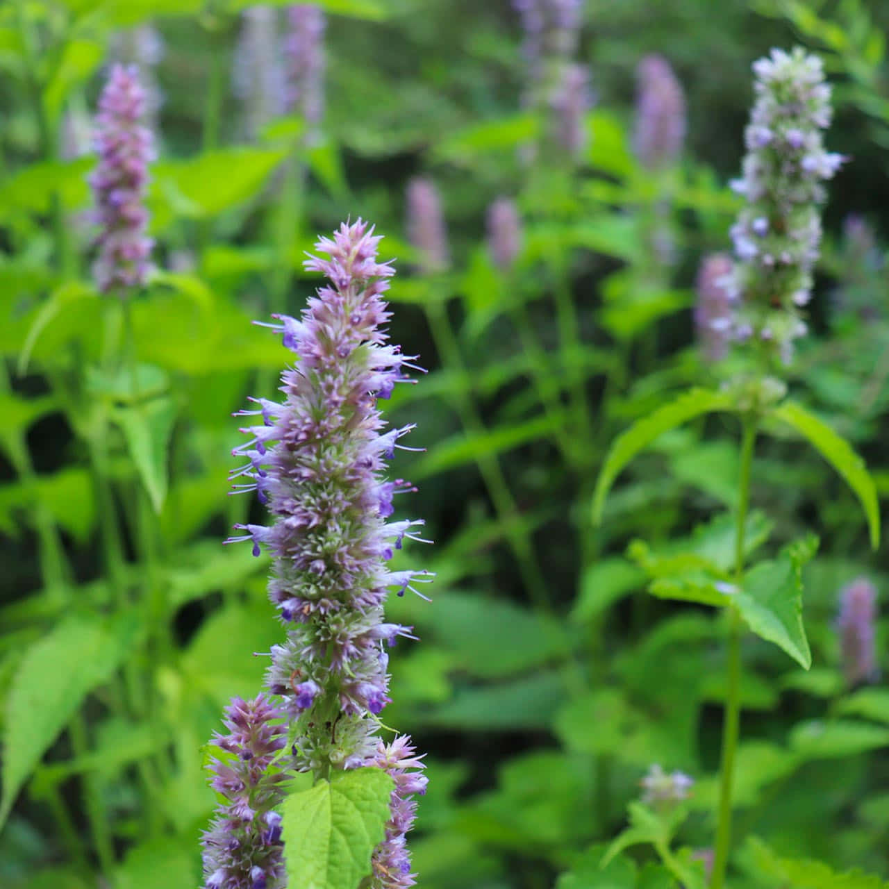 purple licorice, tall purple flower spike, lush green foliage, HD Desktop Wallpaper