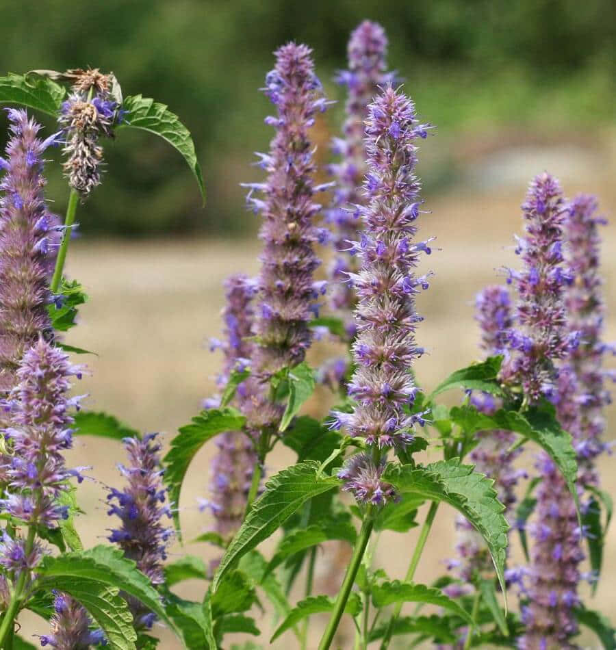 Purple Licorice, agastache flowers, purple, SD Phone Wallpaper