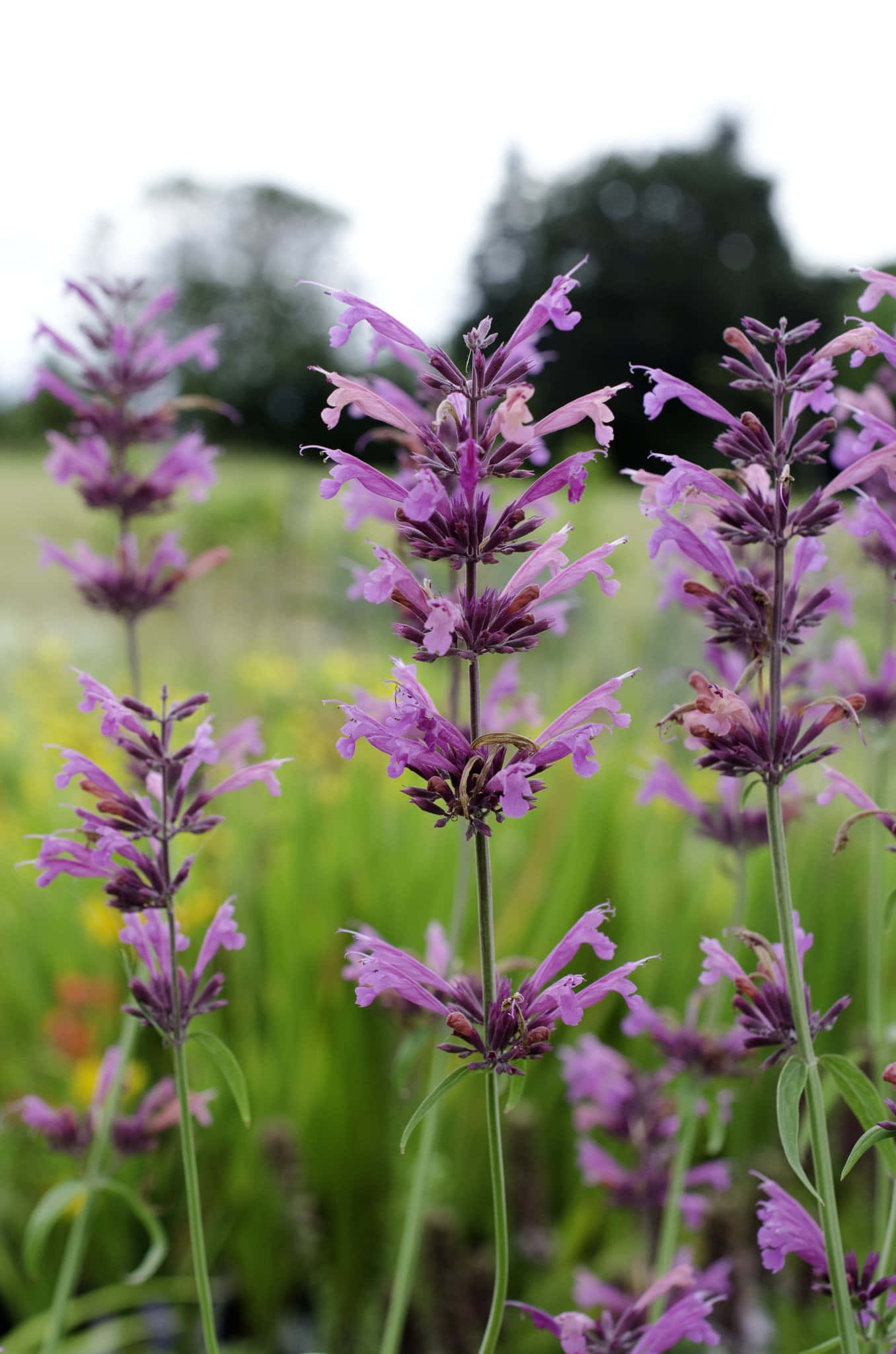 Purple Licorice, tall purple flower spikes, sunlit meadow, Full HD Phone Wallpaper