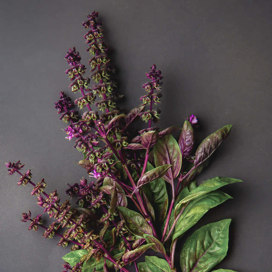 Purple Licorice, vibrant purple basil plant, green leaves, SD Desktop Wallpaper