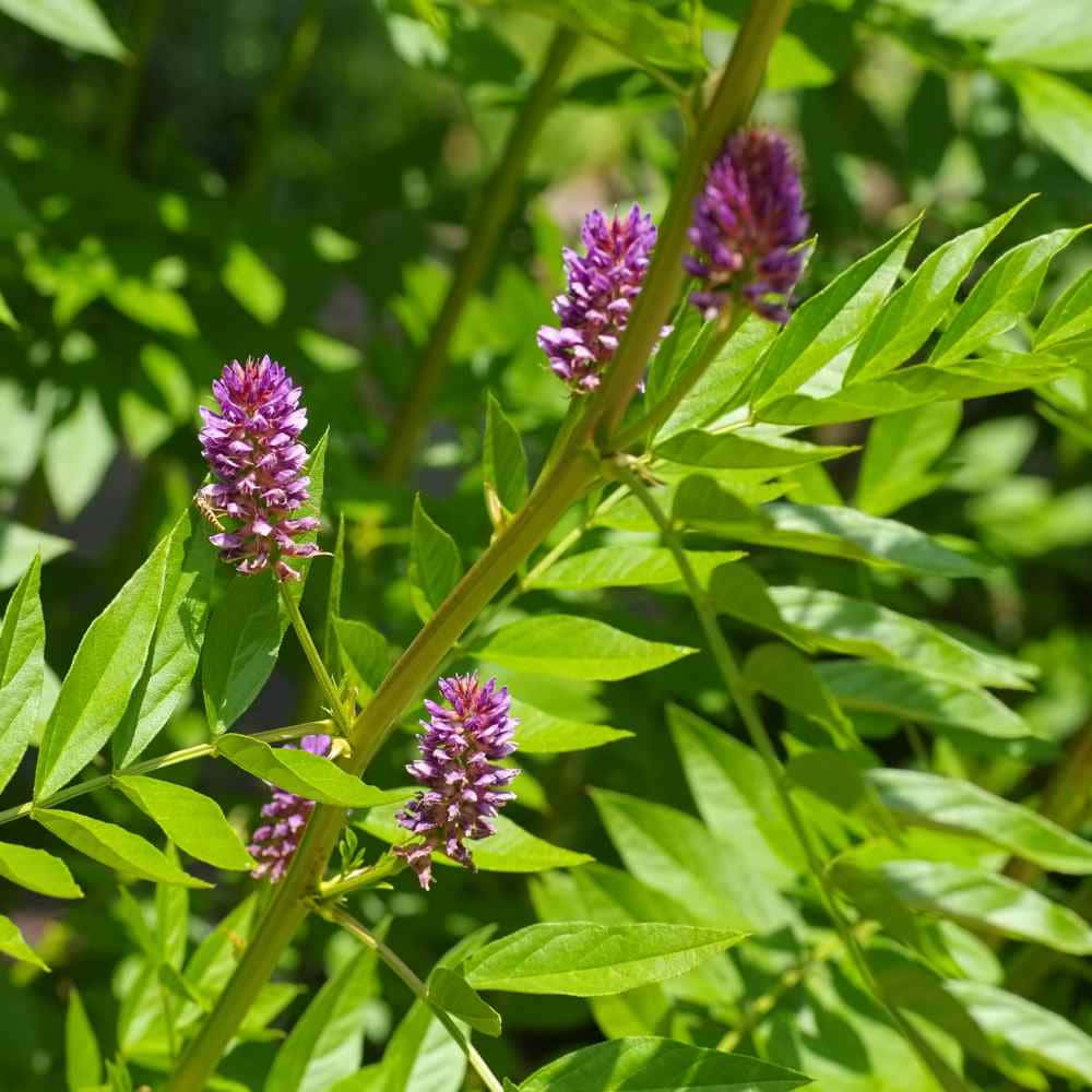Purple Licorice, vibrant purple flower spikes, lush green foliage, SD Desktop Wallpaper