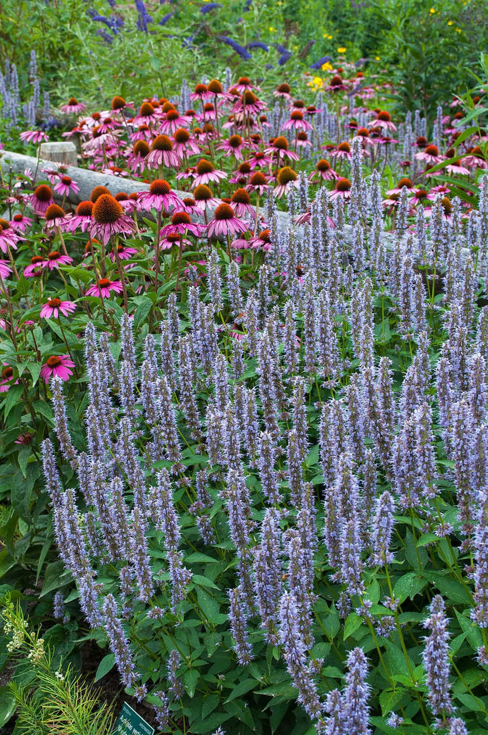 Purple Licorice, pink coneflowers, purple spikes, HD Phone Wallpaper