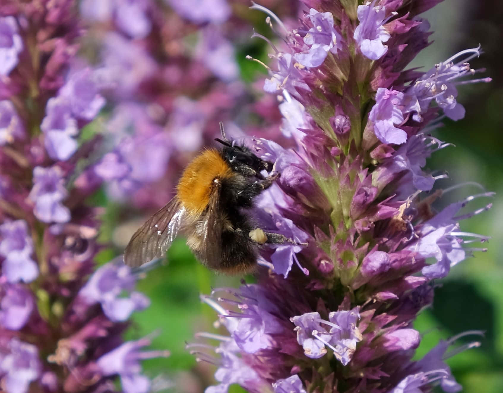 Purple Licorice, bumblebee, orange and black fur, HD Desktop Wallpaper
