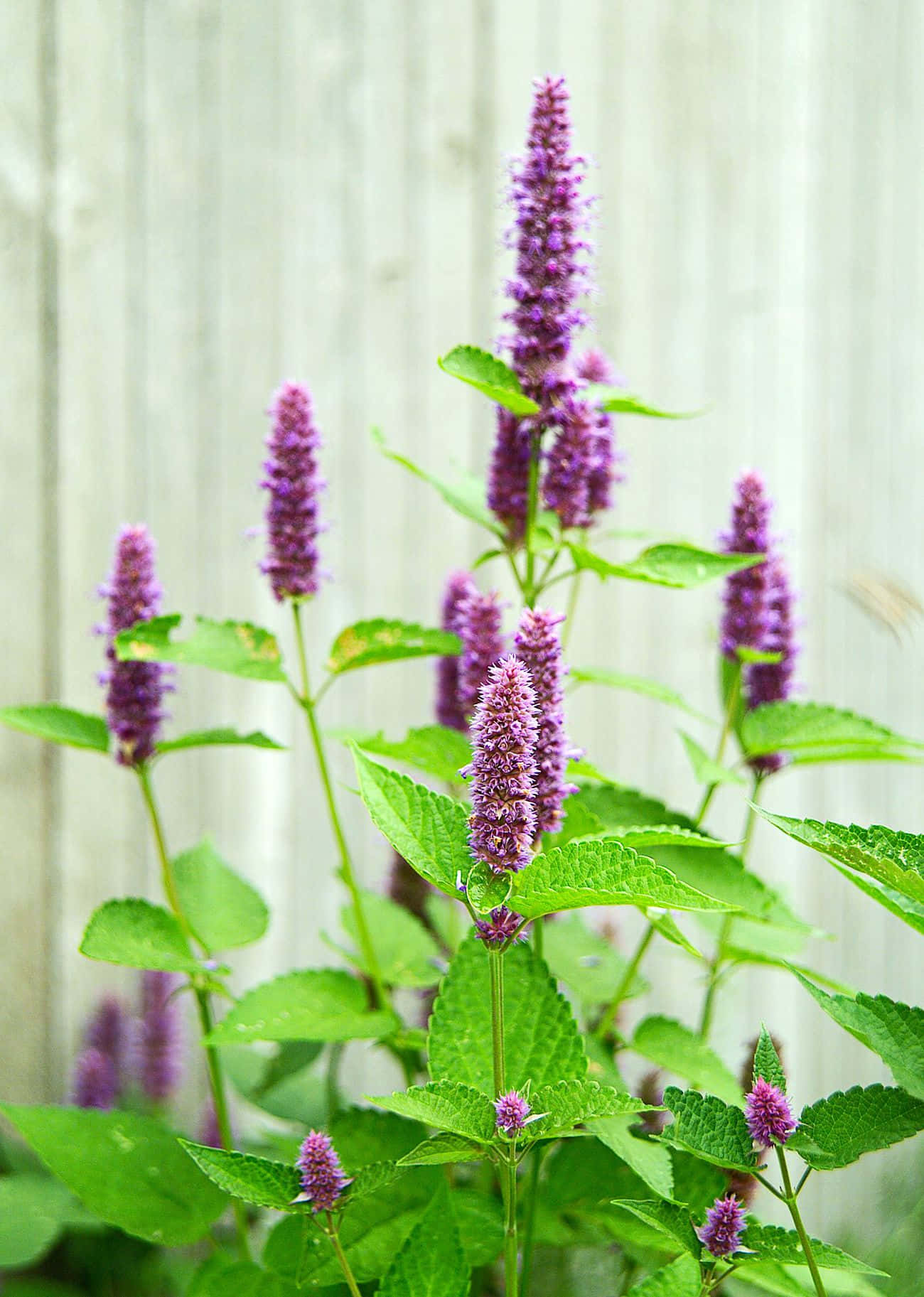 Purple Licorice, vibrant purple flowers, lush green leaves, HD Phone Wallpaper